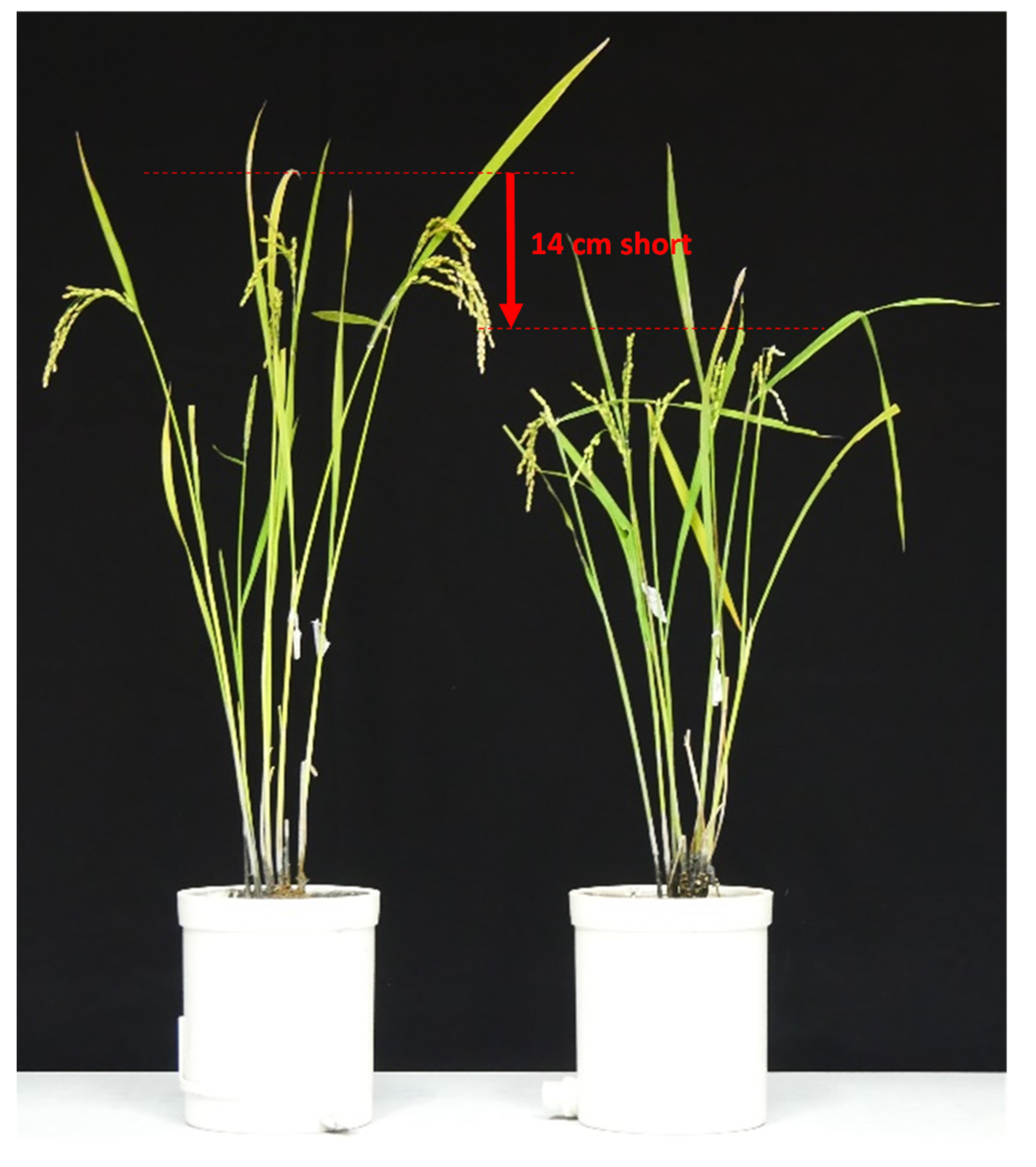 Life 12 01237 g008 Life 12 01237 g008