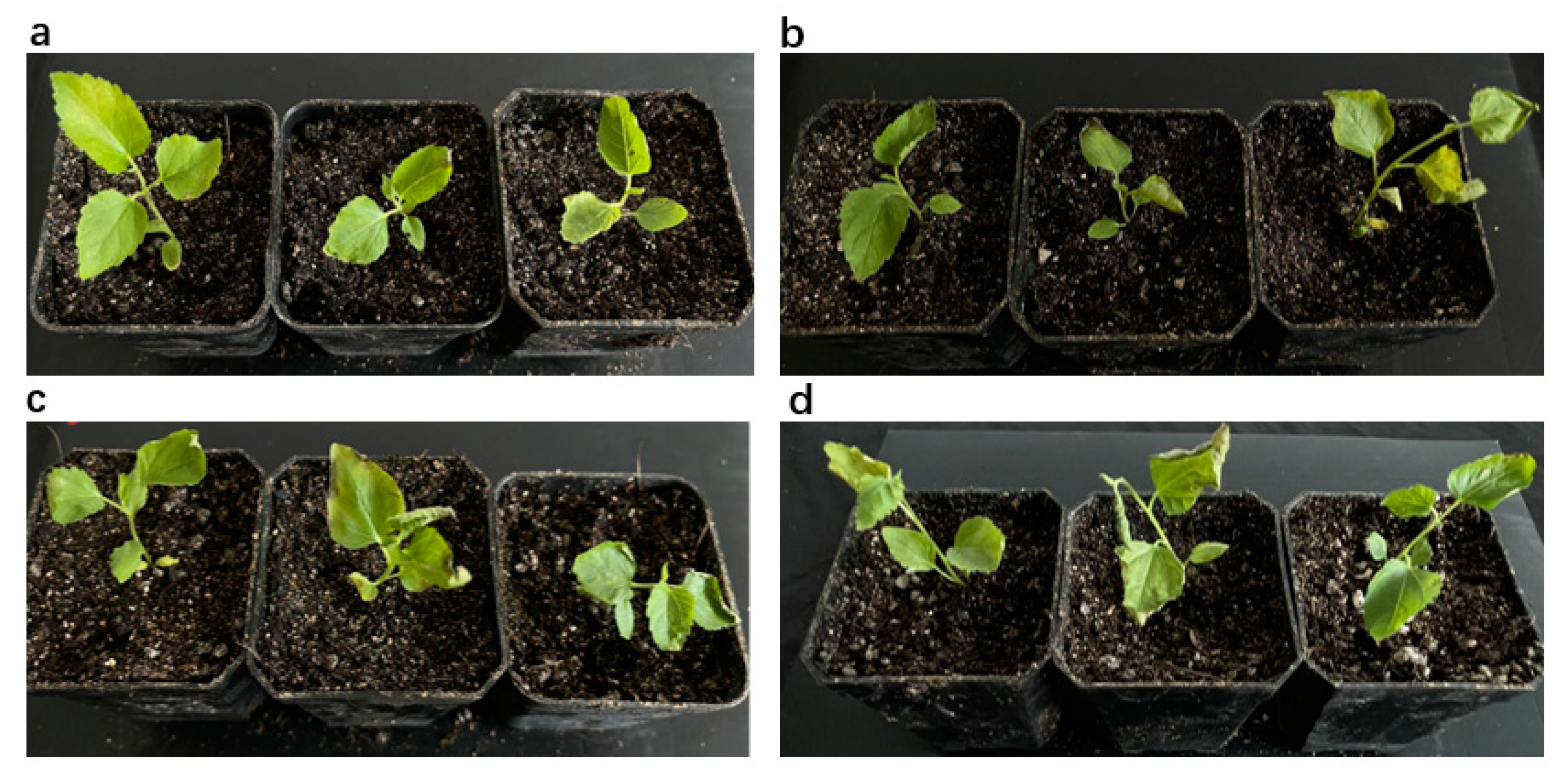 Life 12 01311 g008 Life 12 01311 g008