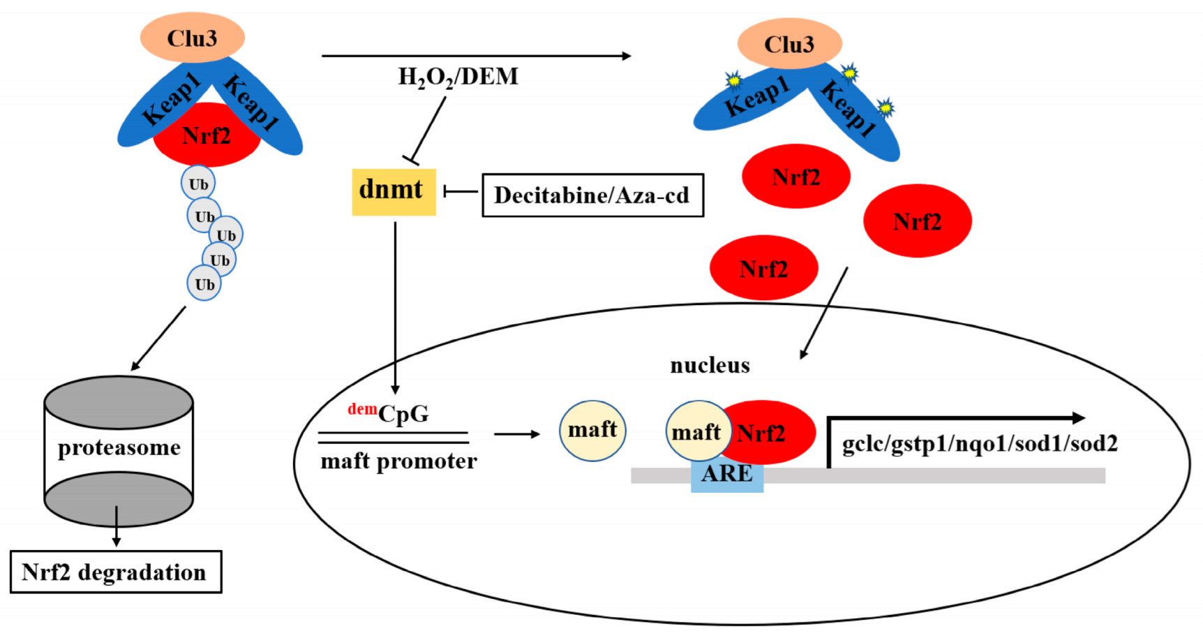 Life 12 01436 sch001 Life 12 01436 sch001
