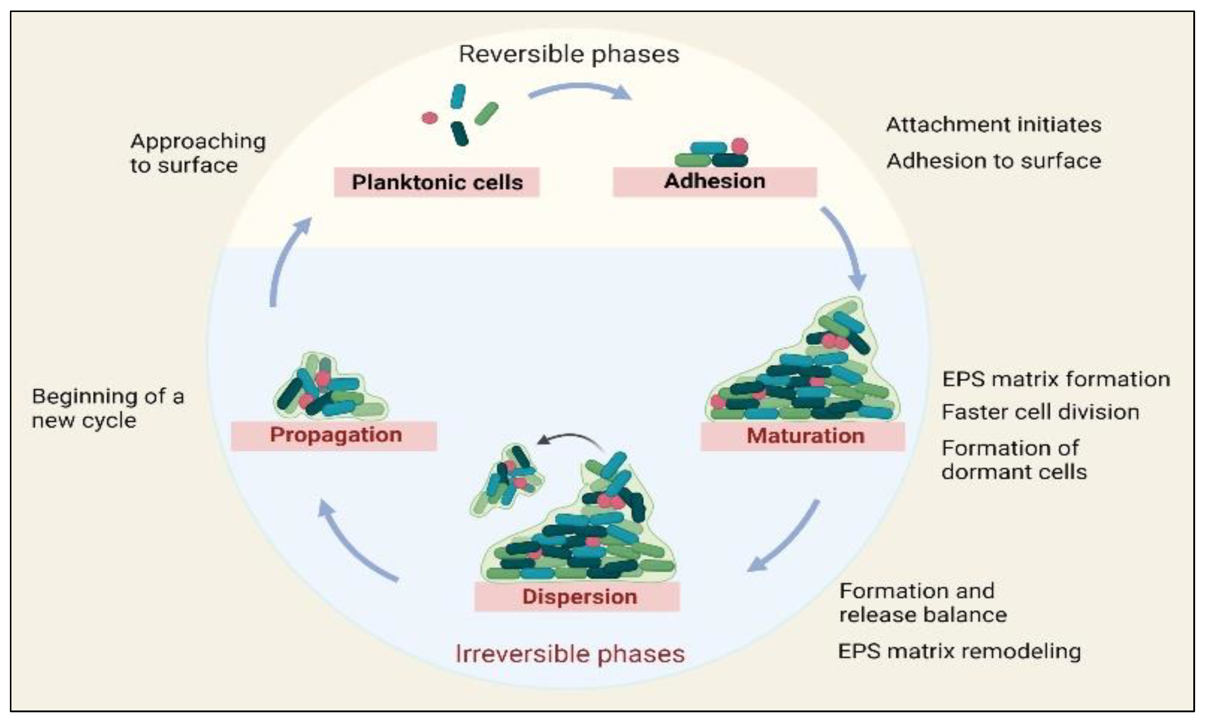 Life 12 01618 g001 Life 12 01618 g001