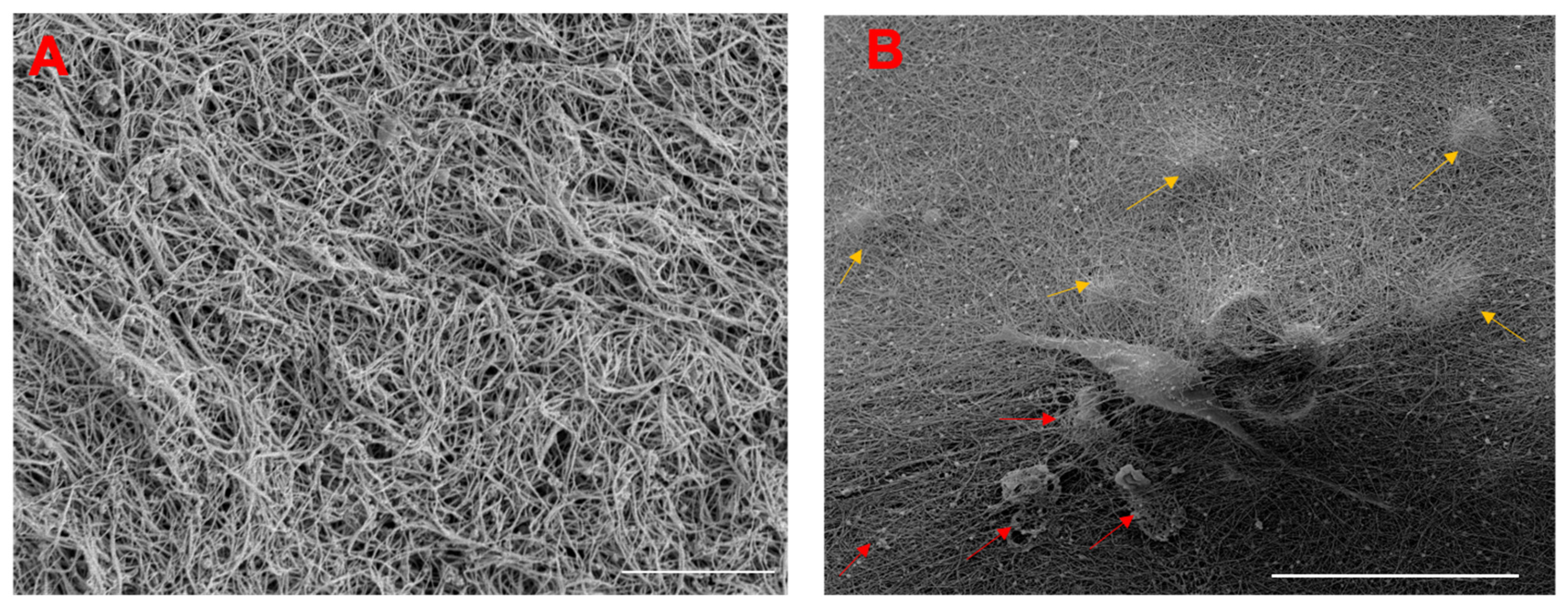 Life 12 01866 g004 Life 12 01866 g004