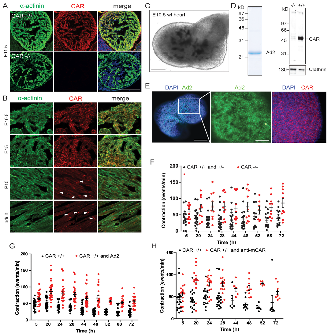 Life 13 00014 g005 Life 13 00014 g005