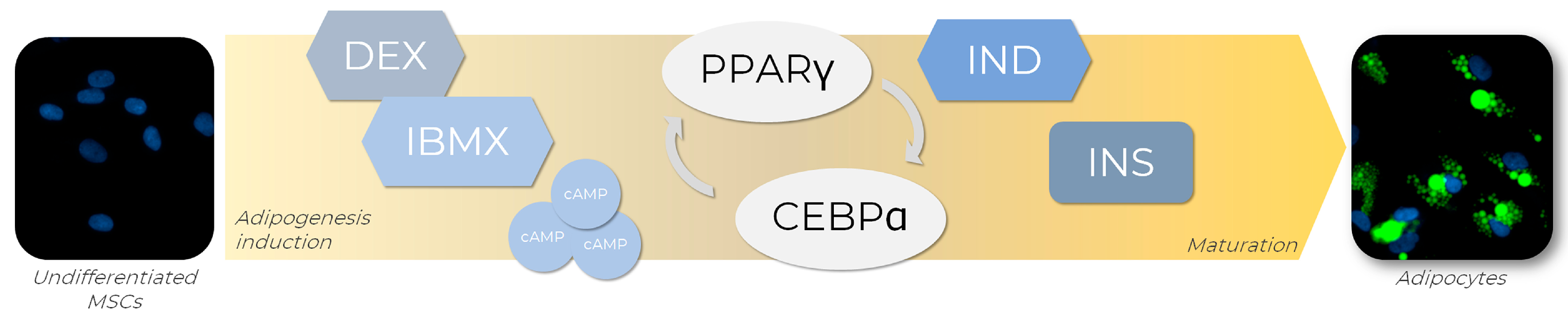 Life 13 00108 g004 Life 13 00108 g004