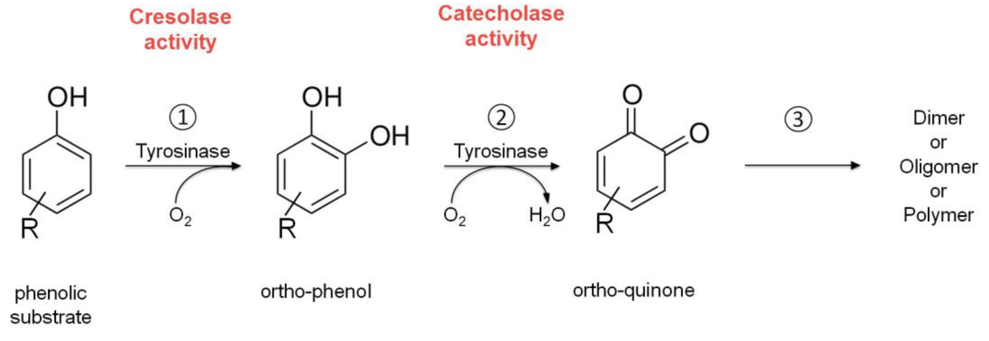 Life 13 00291 sch002