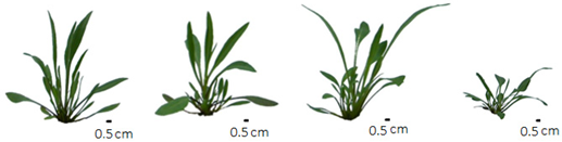 Life 13 00462 i001 Life 13 00462 i001