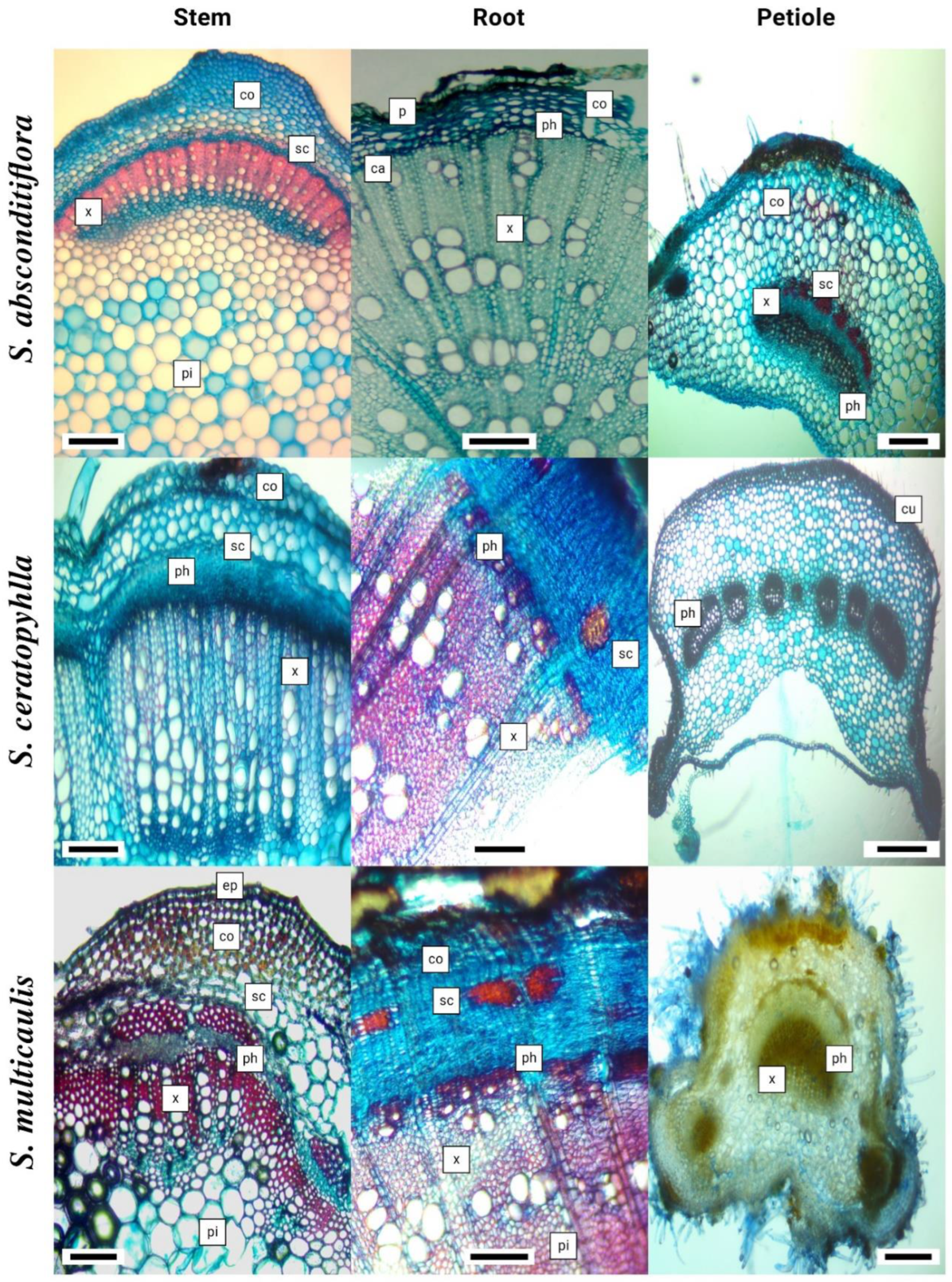 Life 13 00634 g008 Life 13 00634 g008