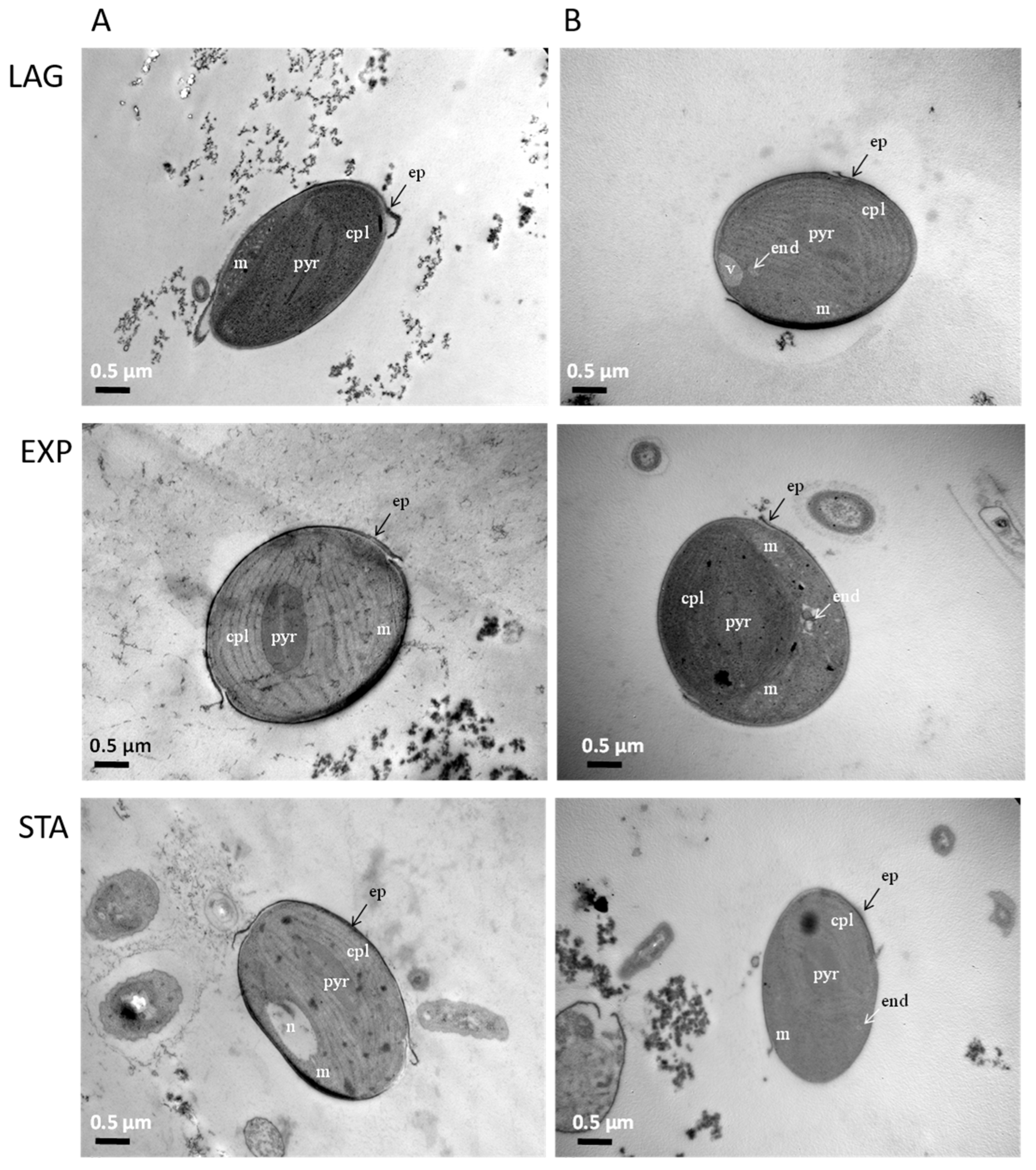 Life 13 00676 g002 Life 13 00676 g002