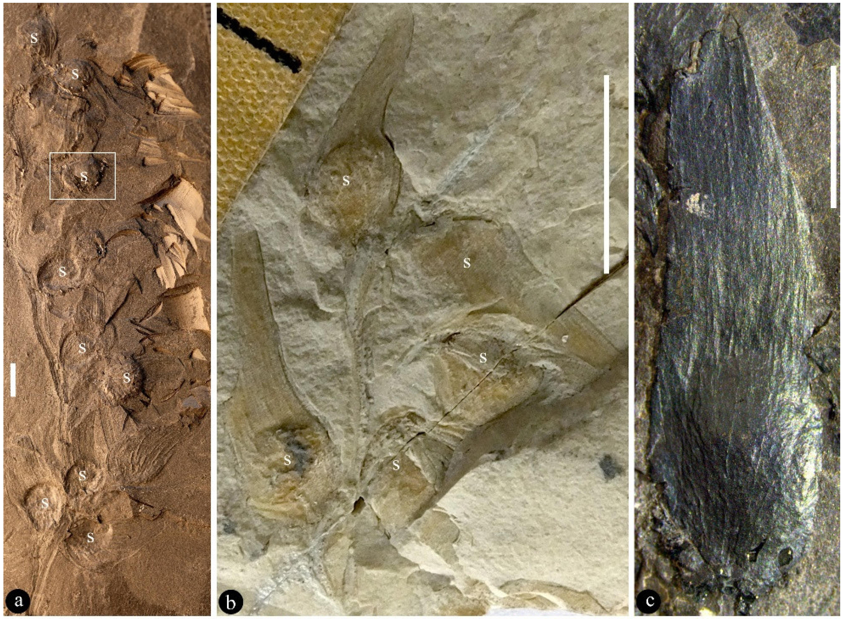 Life 13 00819 g001a Life 13 00819 g001a