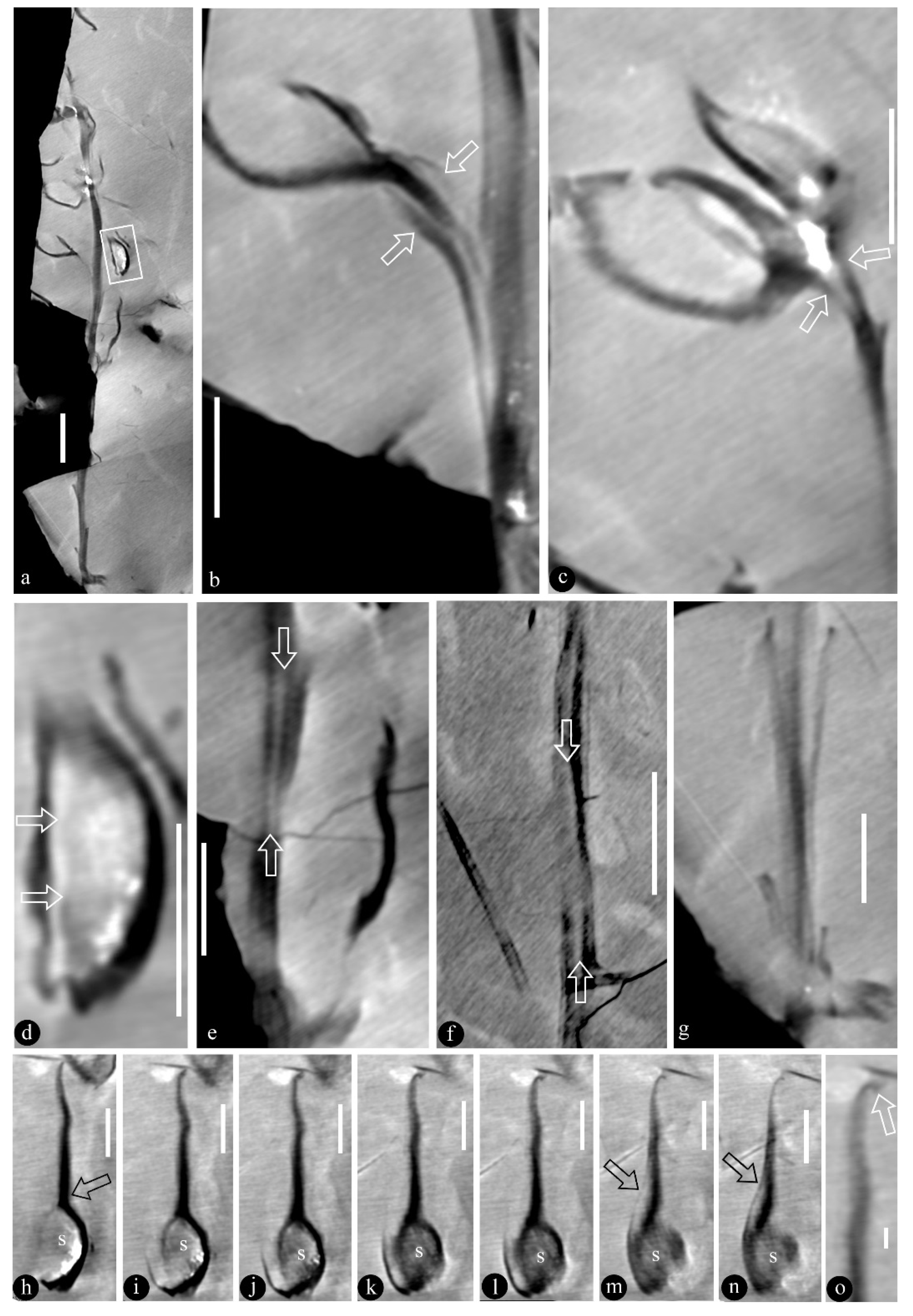 Life 13 00819 g002 Life 13 00819 g002