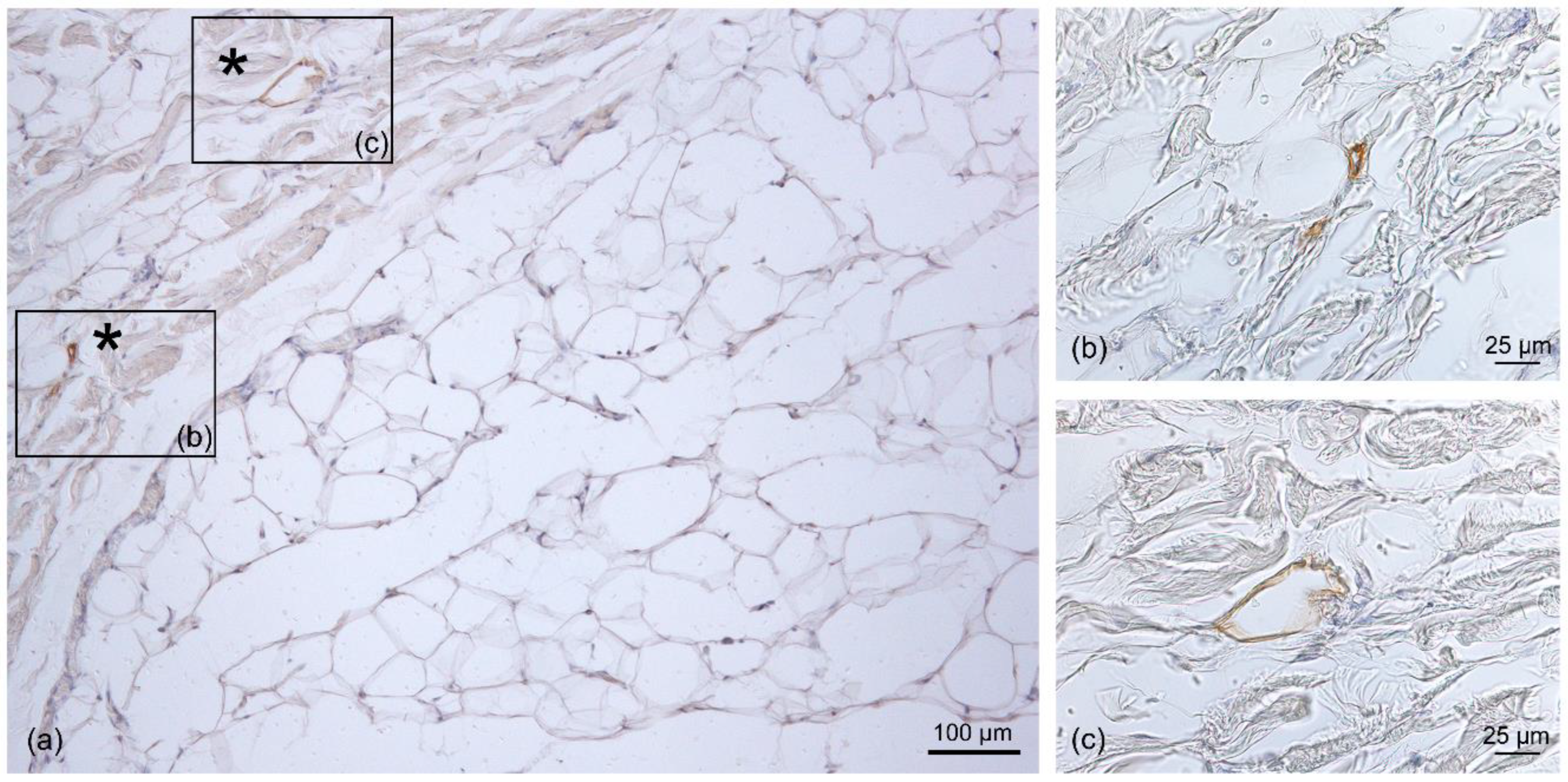 Life 13 00836 g004 Life 13 00836 g004