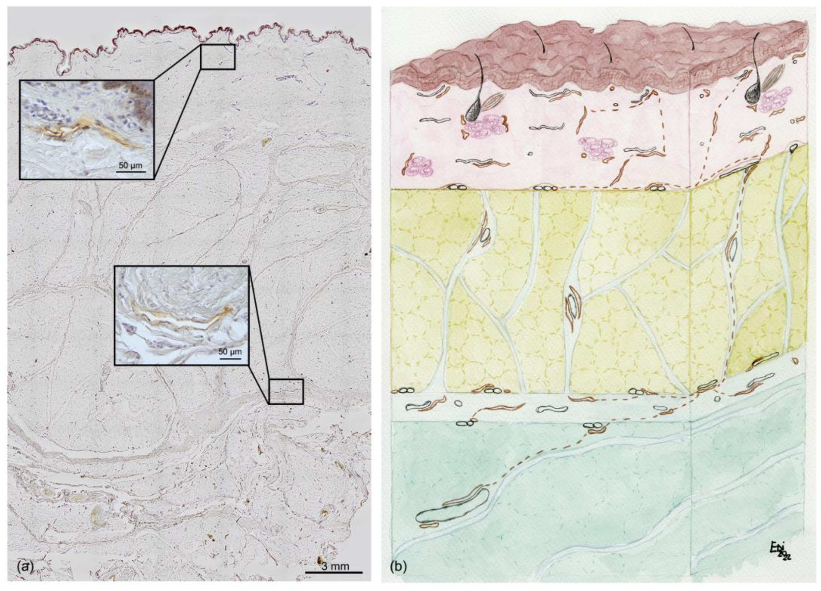 Life 13 00836 g007 Life 13 00836 g007