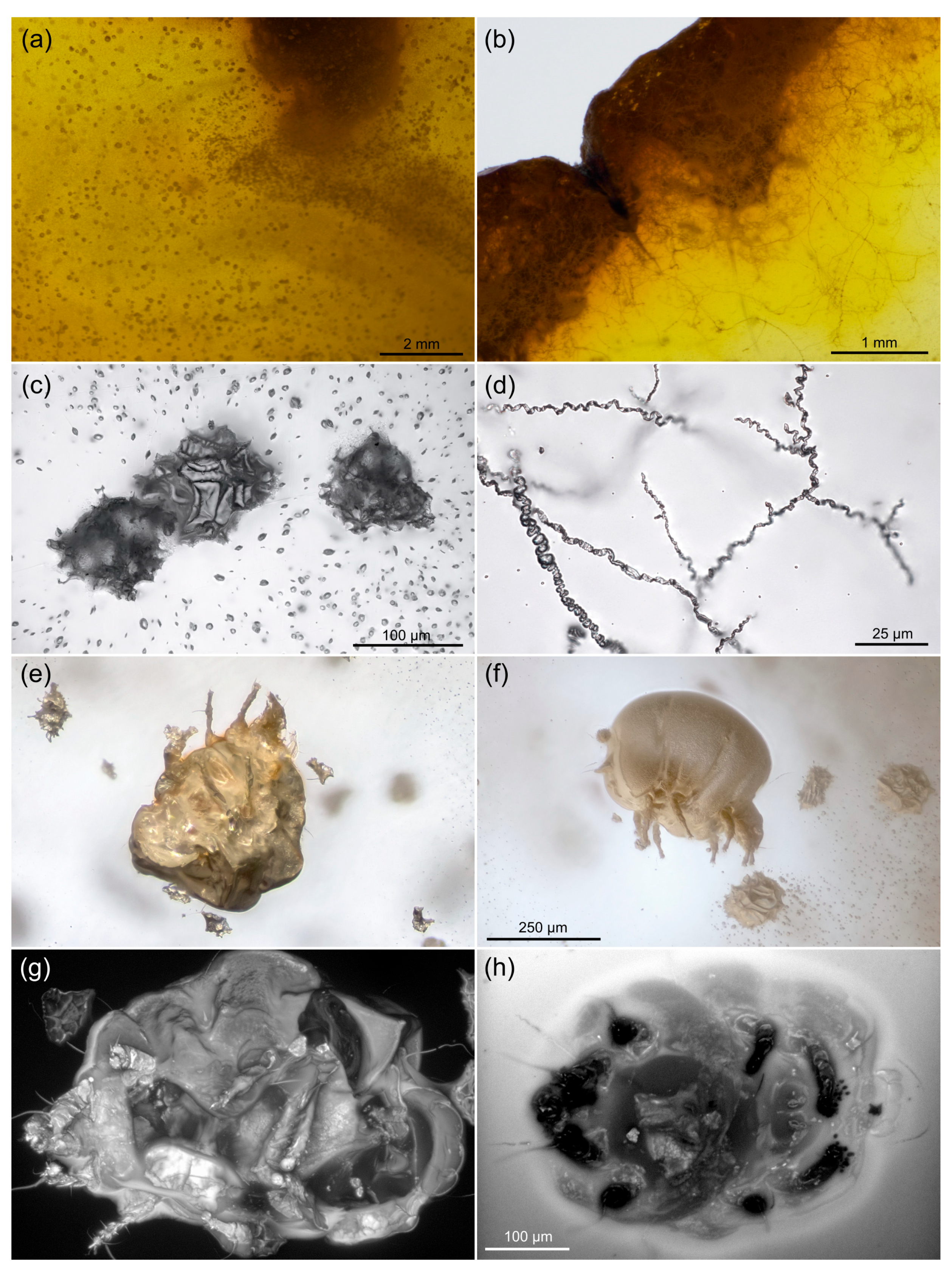 Life 13 00865 g001 Life 13 00865 g001