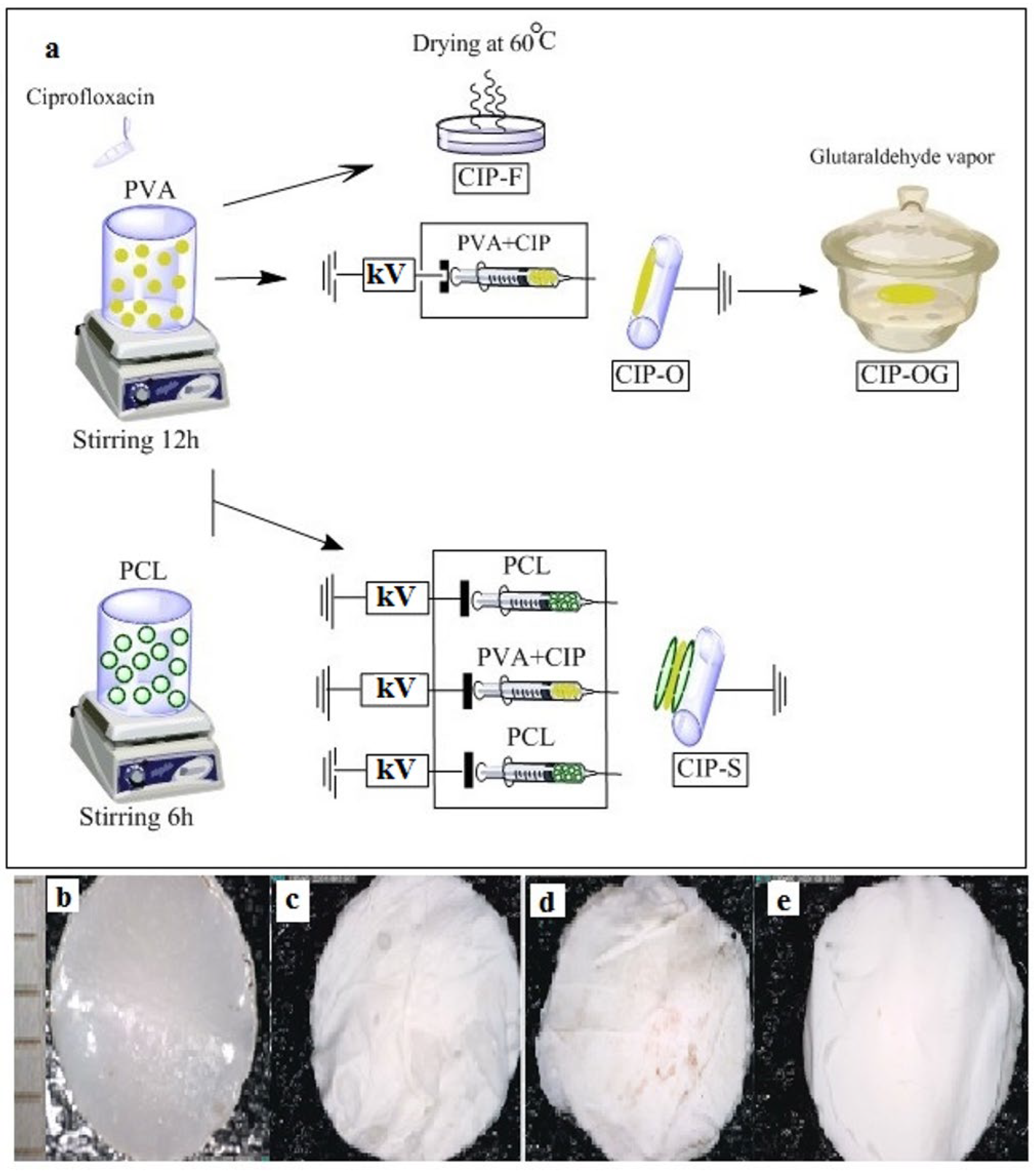 Life 13 00913 g001 Life 13 00913 g001
