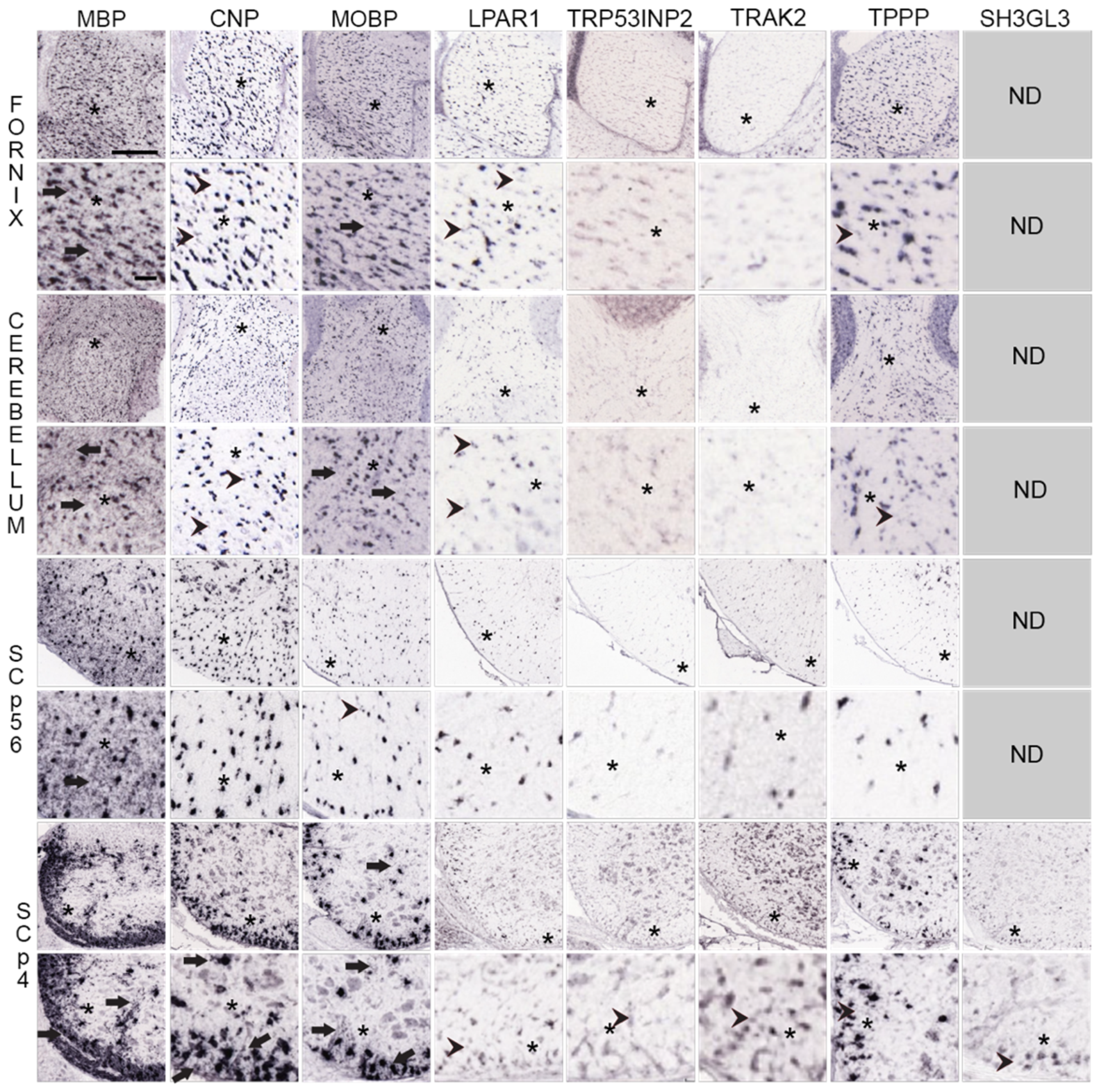 Life 13 00945 g005 Life 13 00945 g005