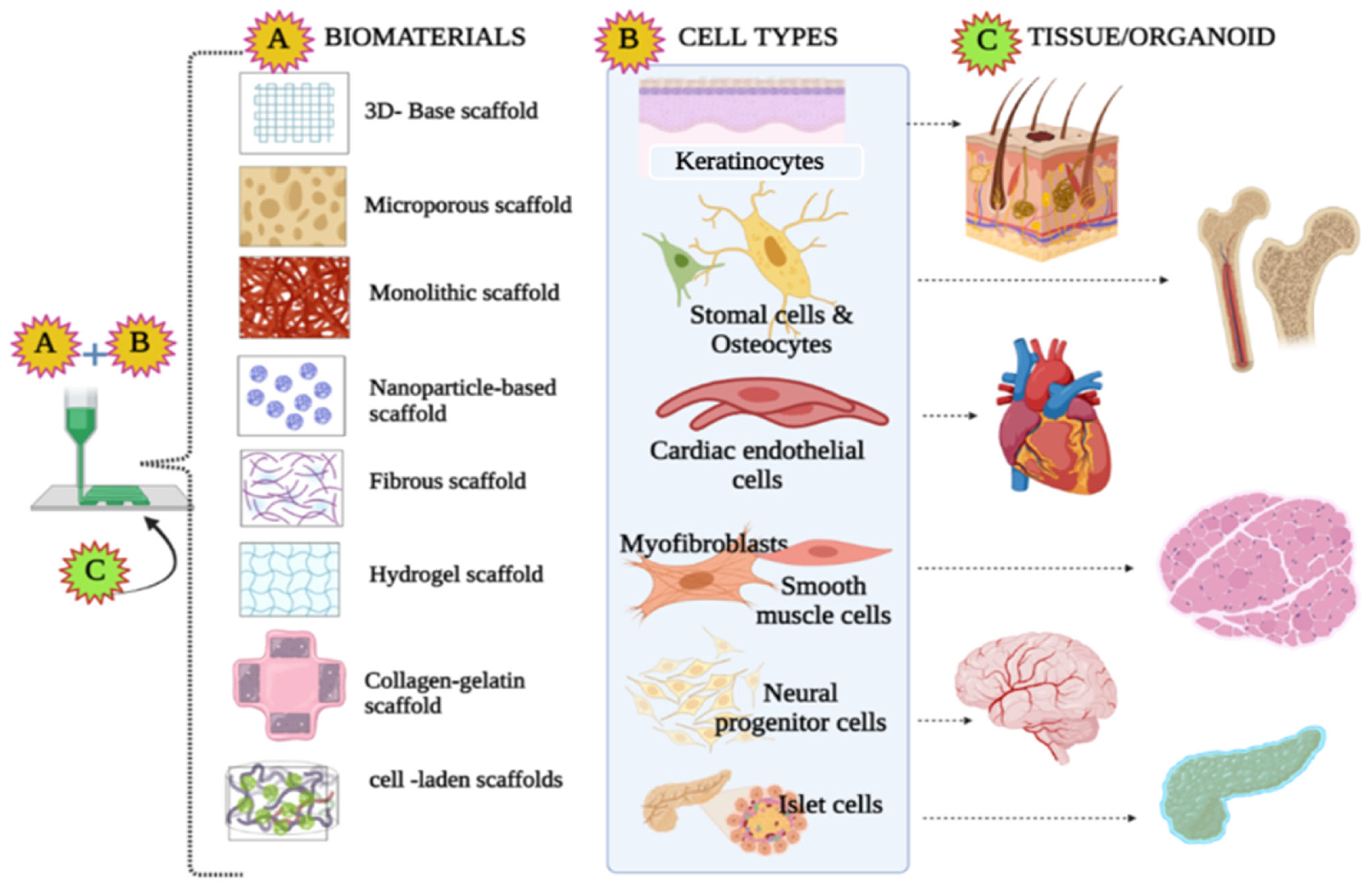Life 13 00954 g001 Life 13 00954 g001