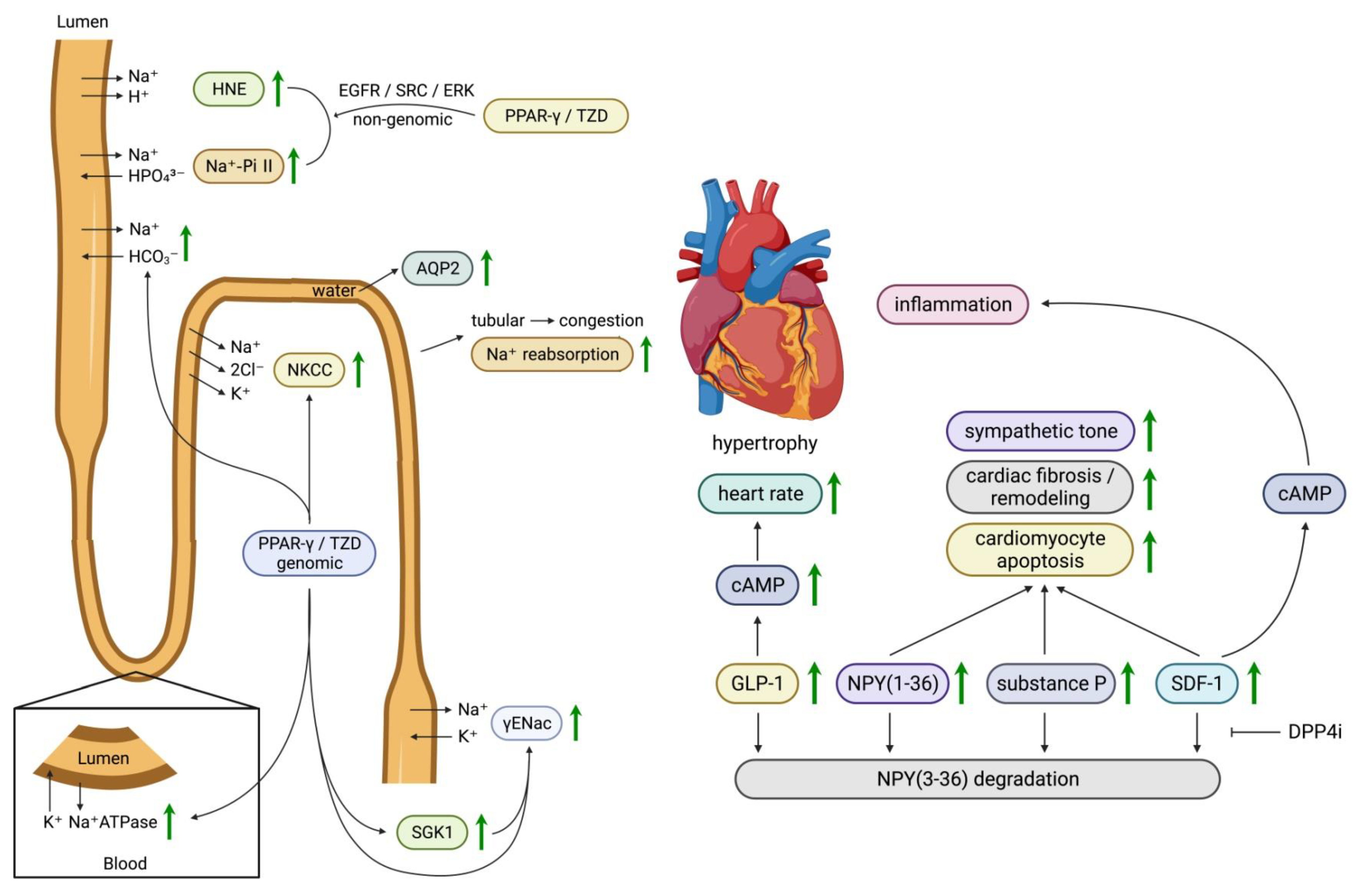 Life 13 01024 g004 Life 13 01024 g004