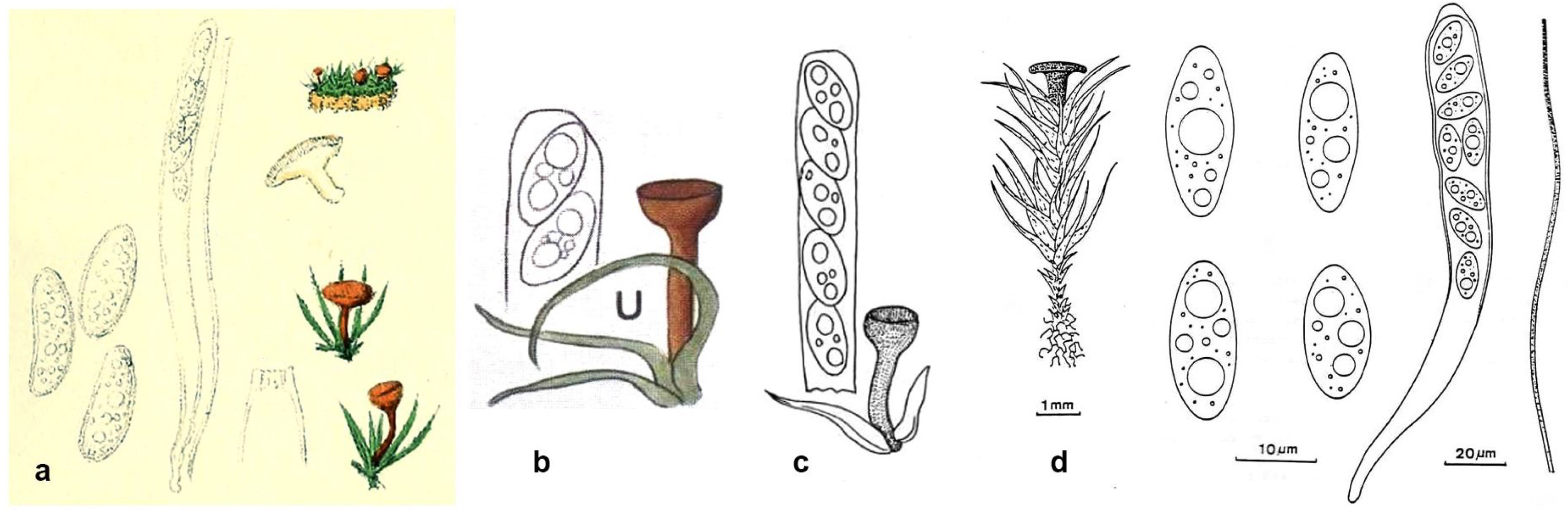 Life 13 01041 g001 Life 13 01041 g001