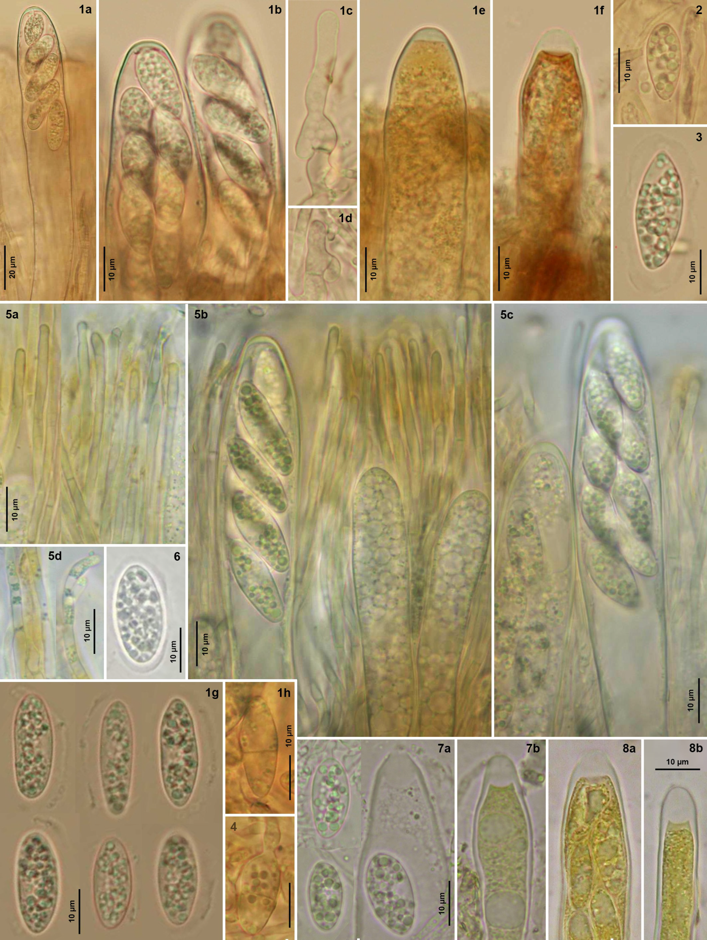 Life 13 01041 g007 Life 13 01041 g007