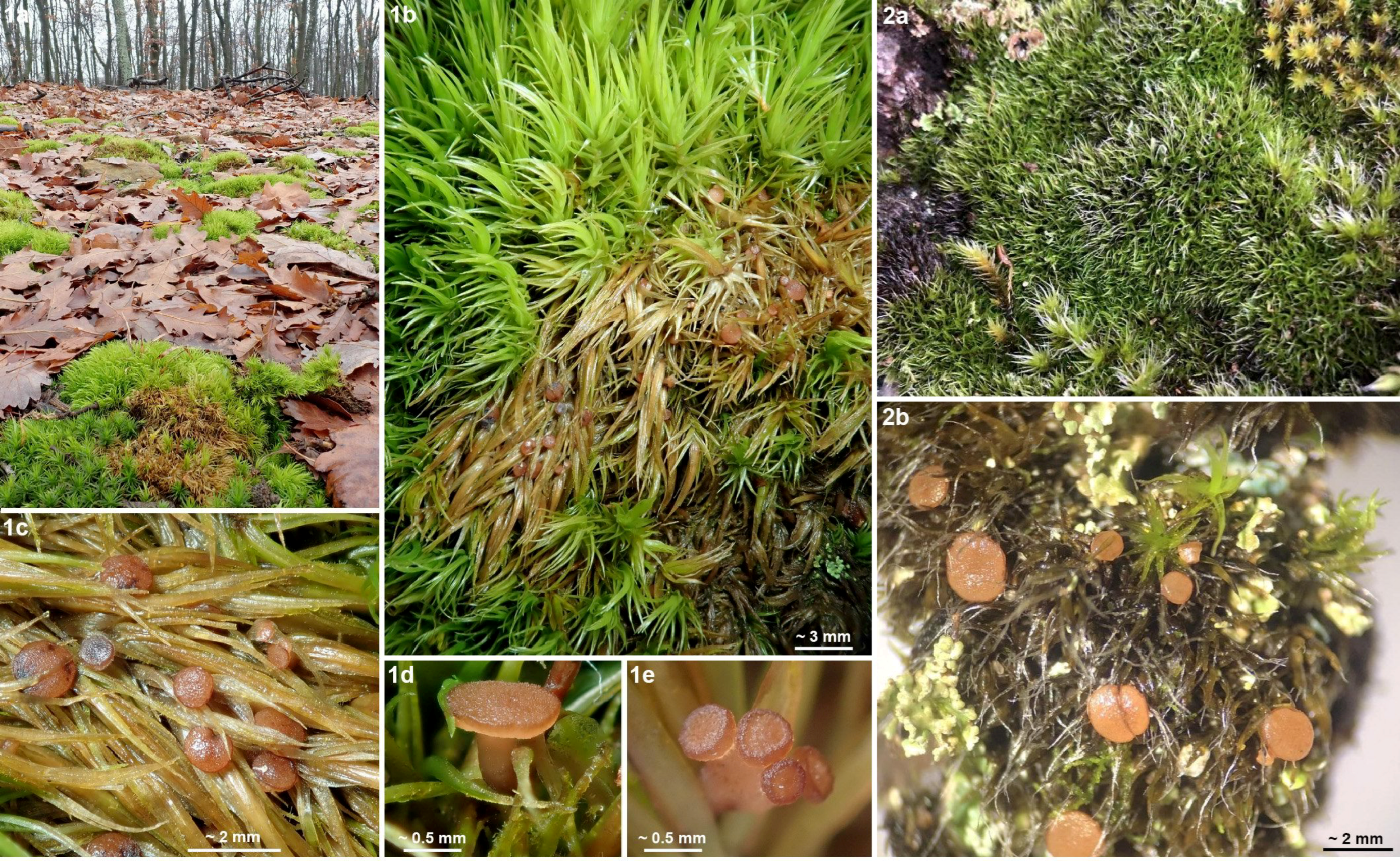 Life 13 01041 g008 Life 13 01041 g008