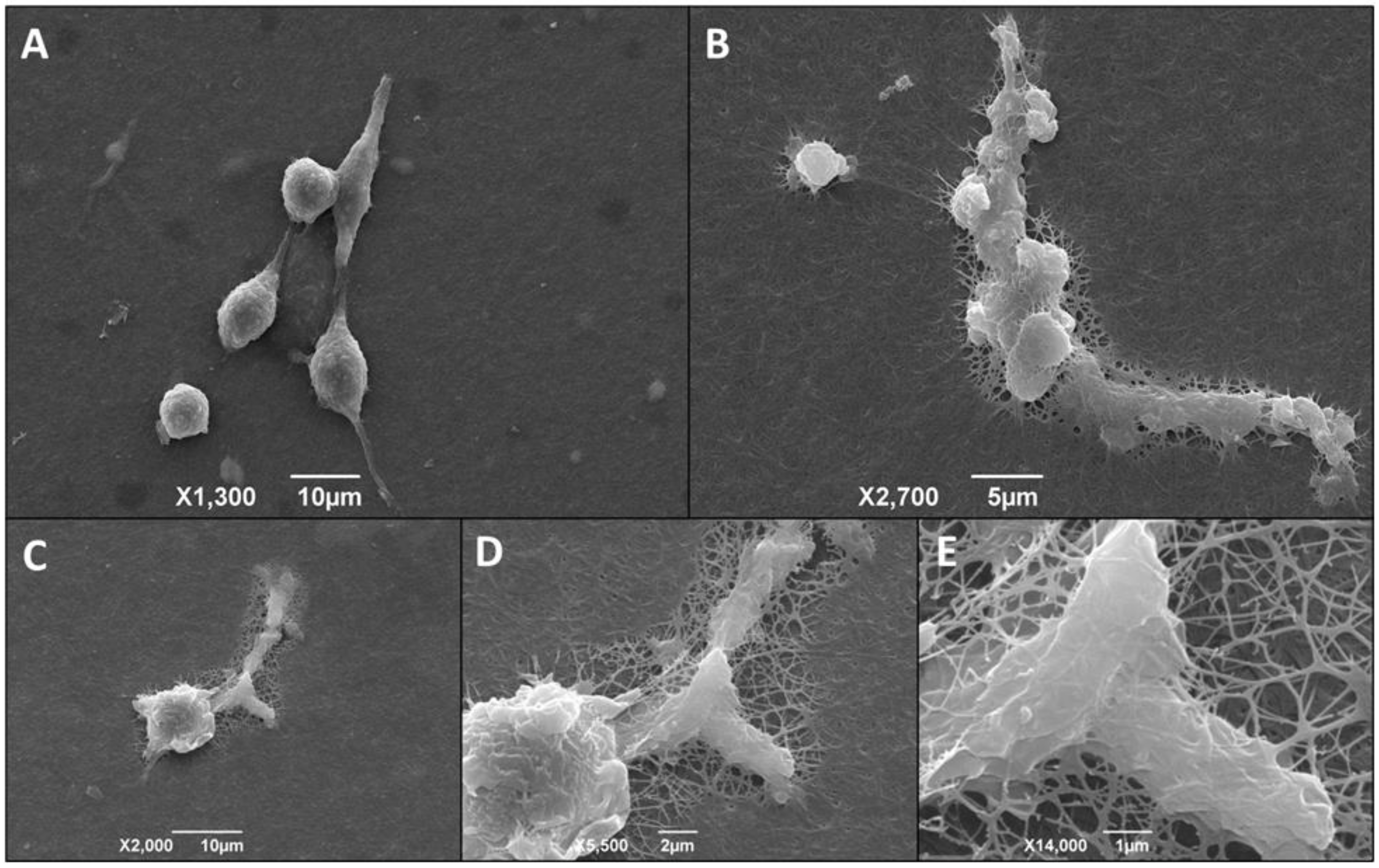 Life 13 01063 g009 Life 13 01063 g009