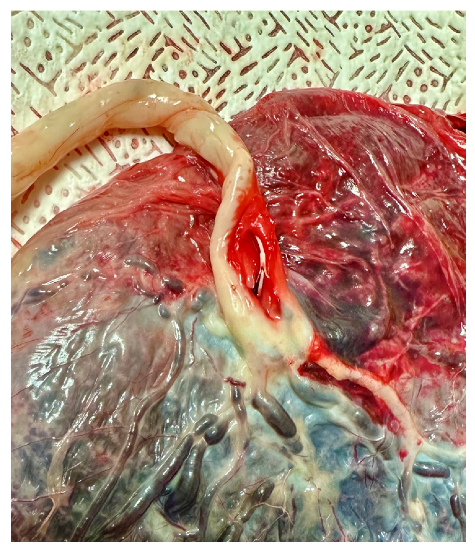 Life 13 01232 g002 Life 13 01232 g002