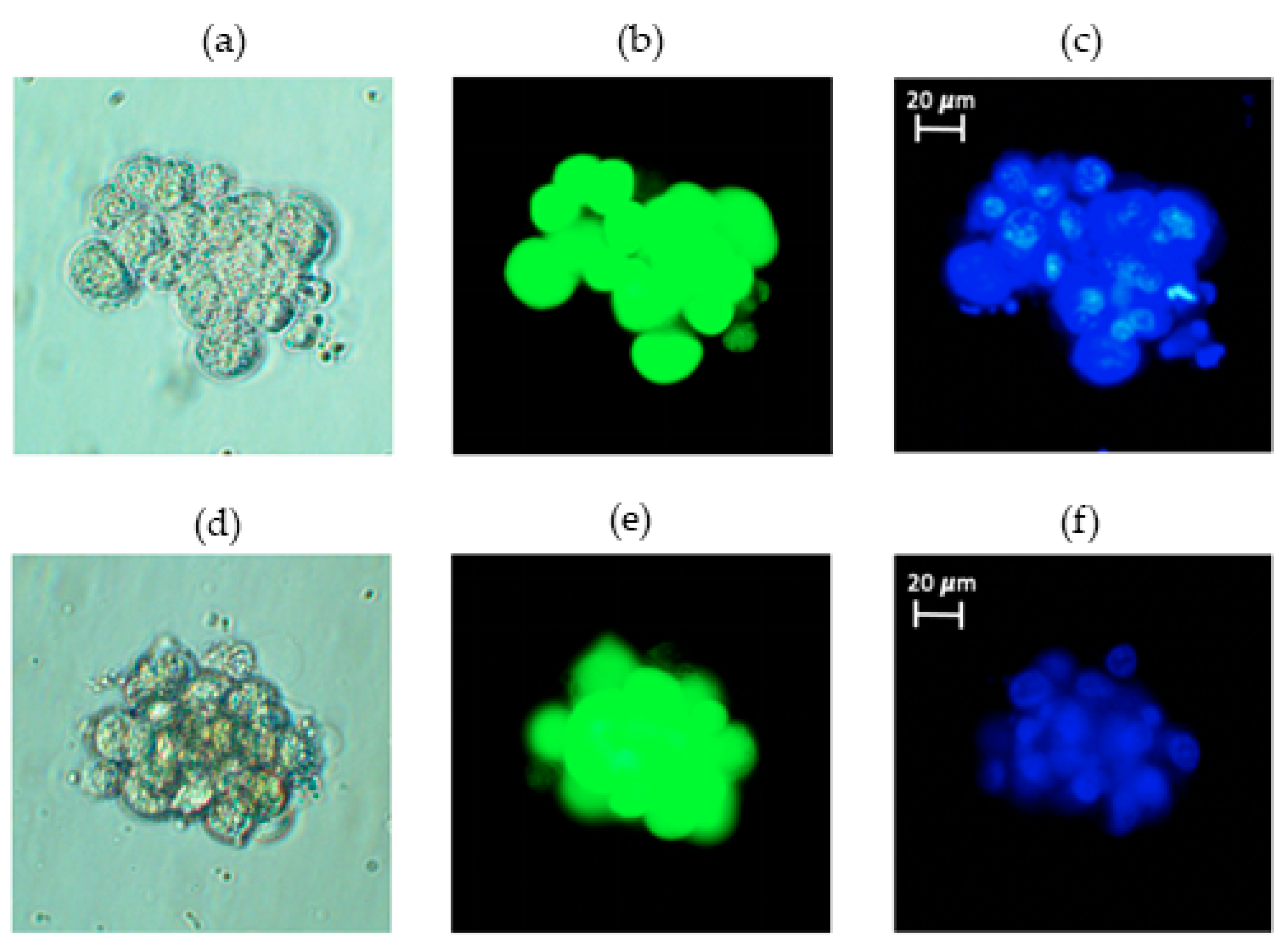 Life 13 01683 g002 Life 13 01683 g002