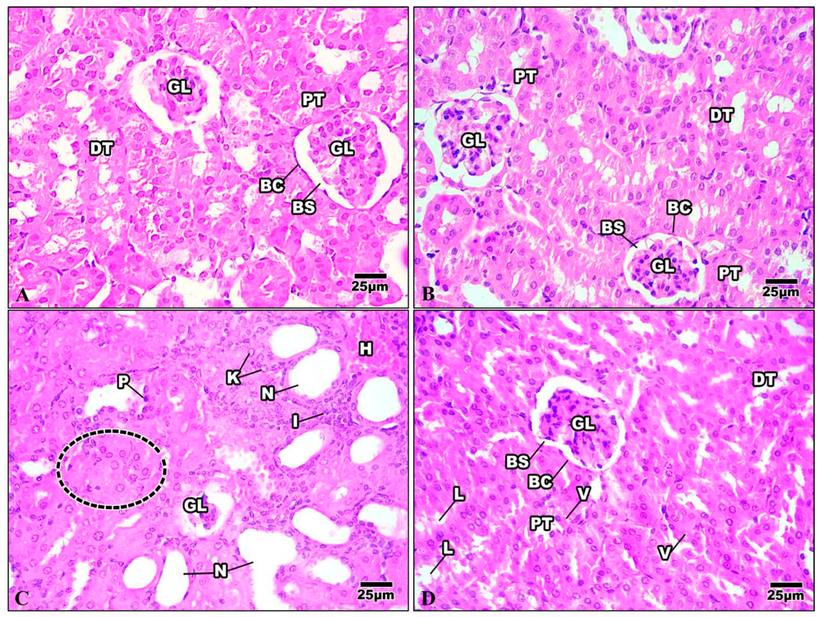 Life 13 01693 g010 Life 13 01693 g010