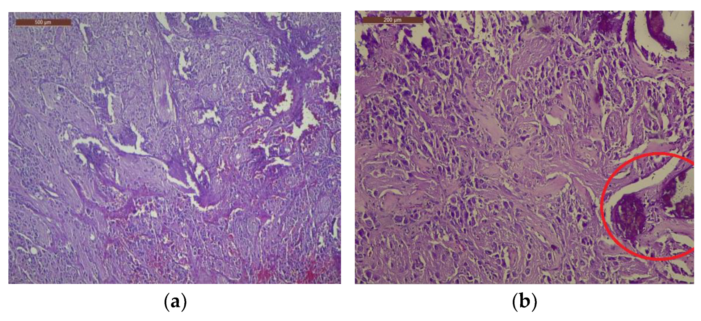 Life 13 01974 g004 Life 13 01974 g004