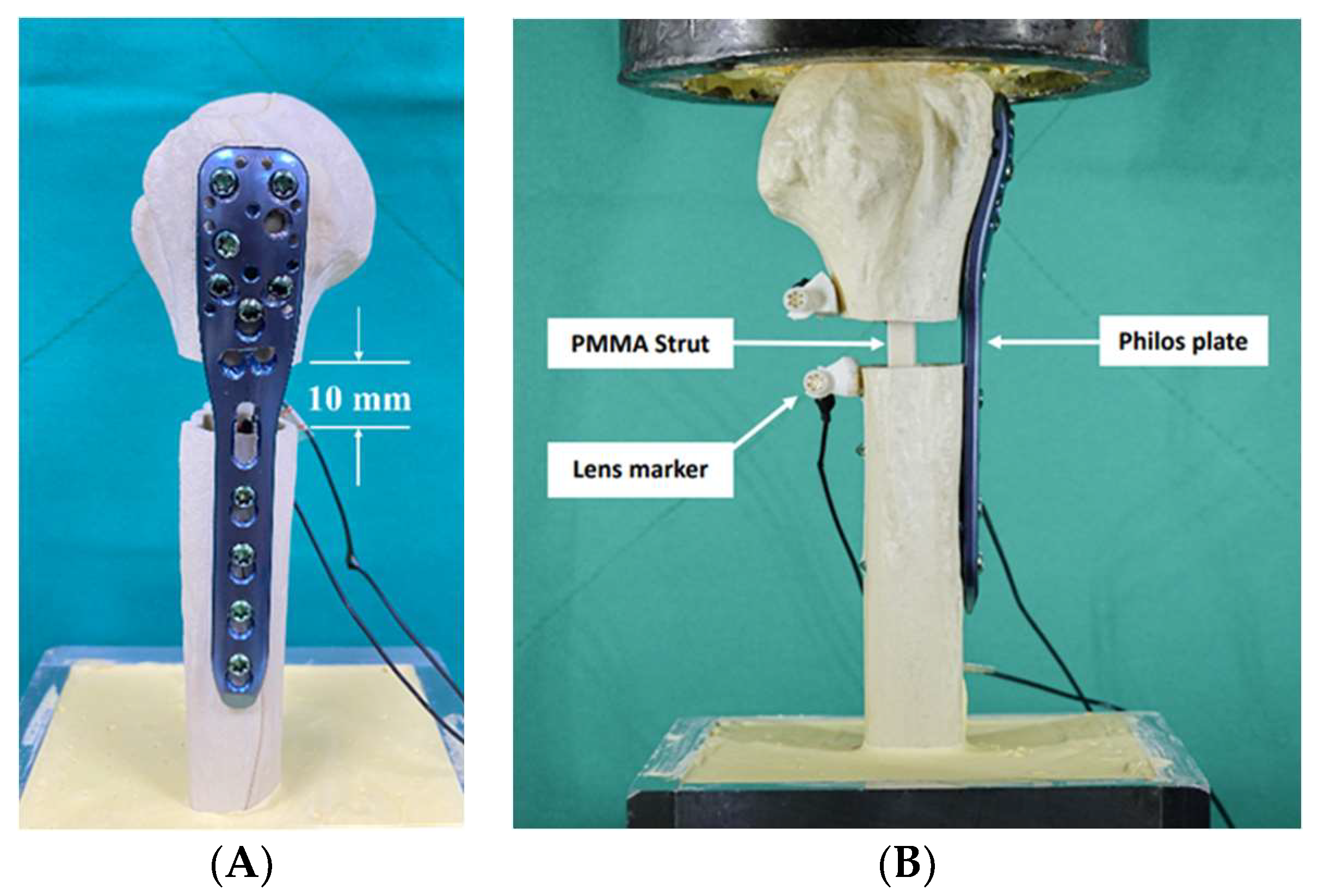 Life 13 02110 g002 Life 13 02110 g002