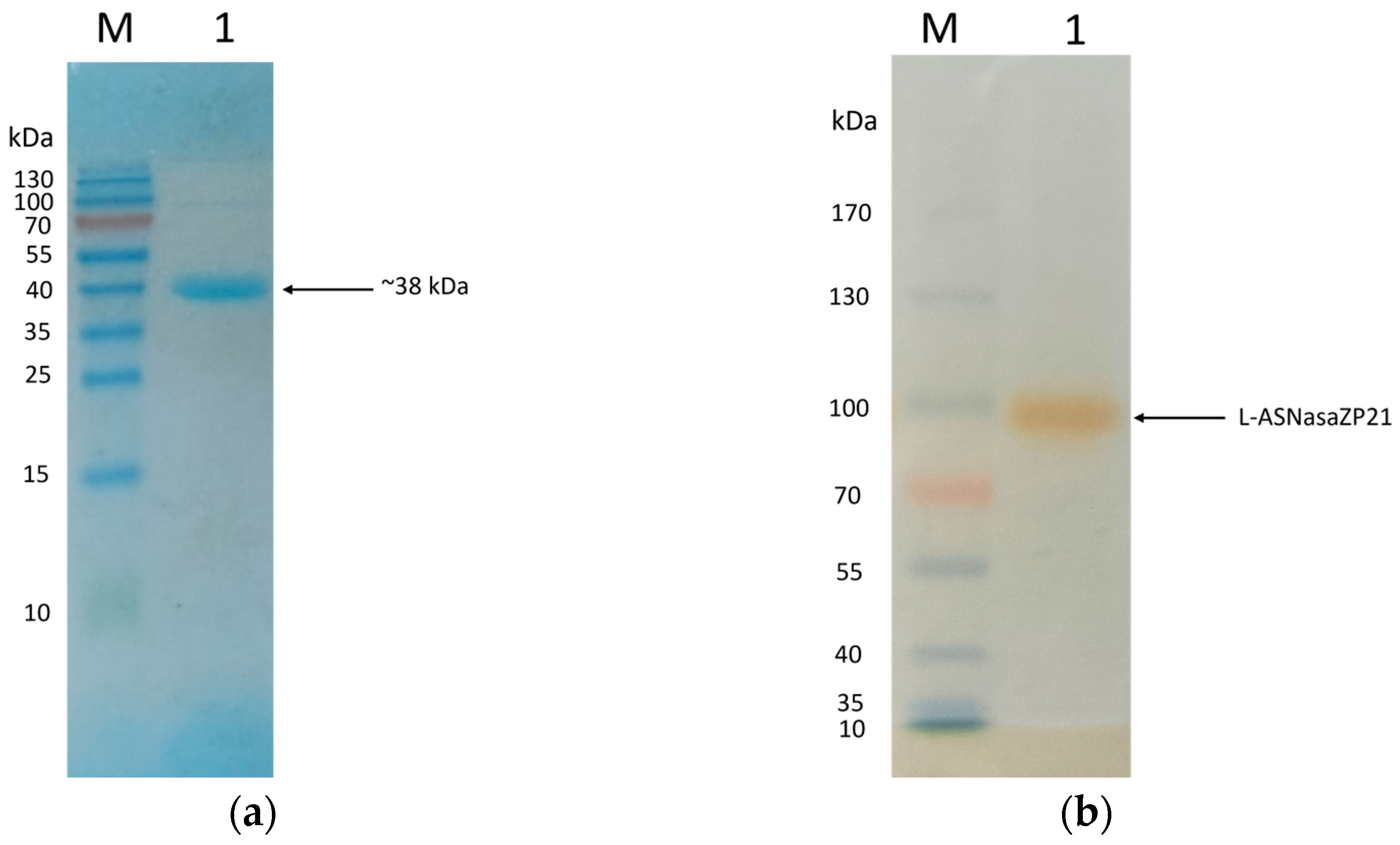 Life 13 02145 g002 Life 13 02145 g002