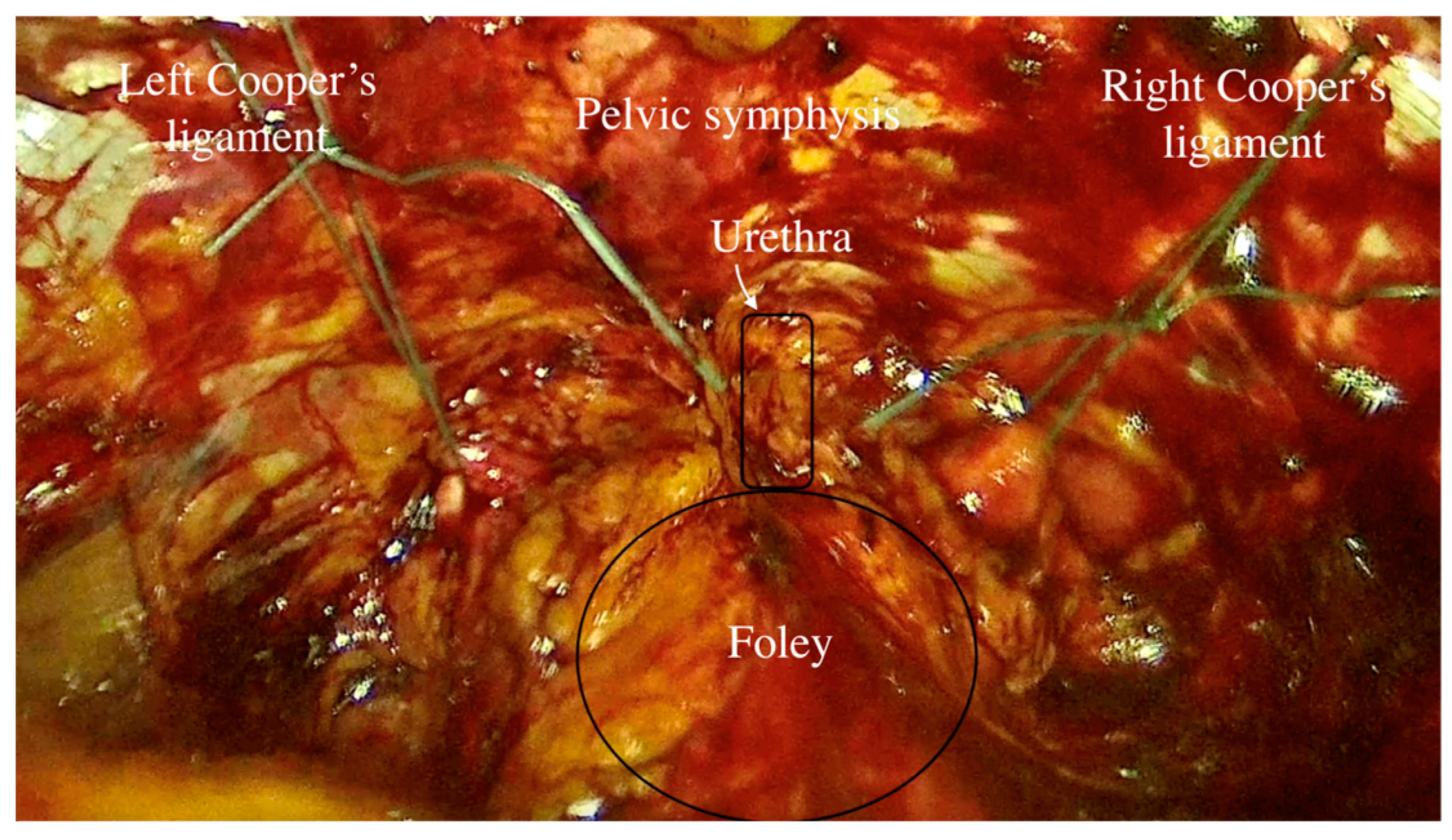 Life 14 00380 g002 Life 14 00380 g002