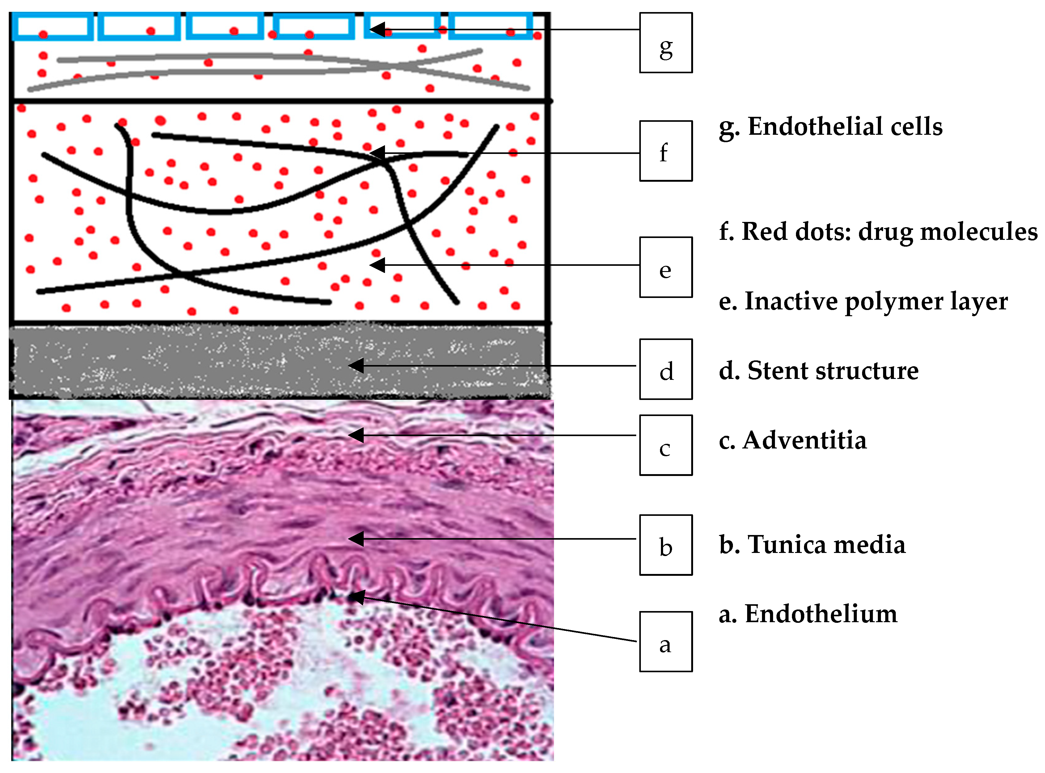 Life 14 00451 g002 Life 14 00451 g002