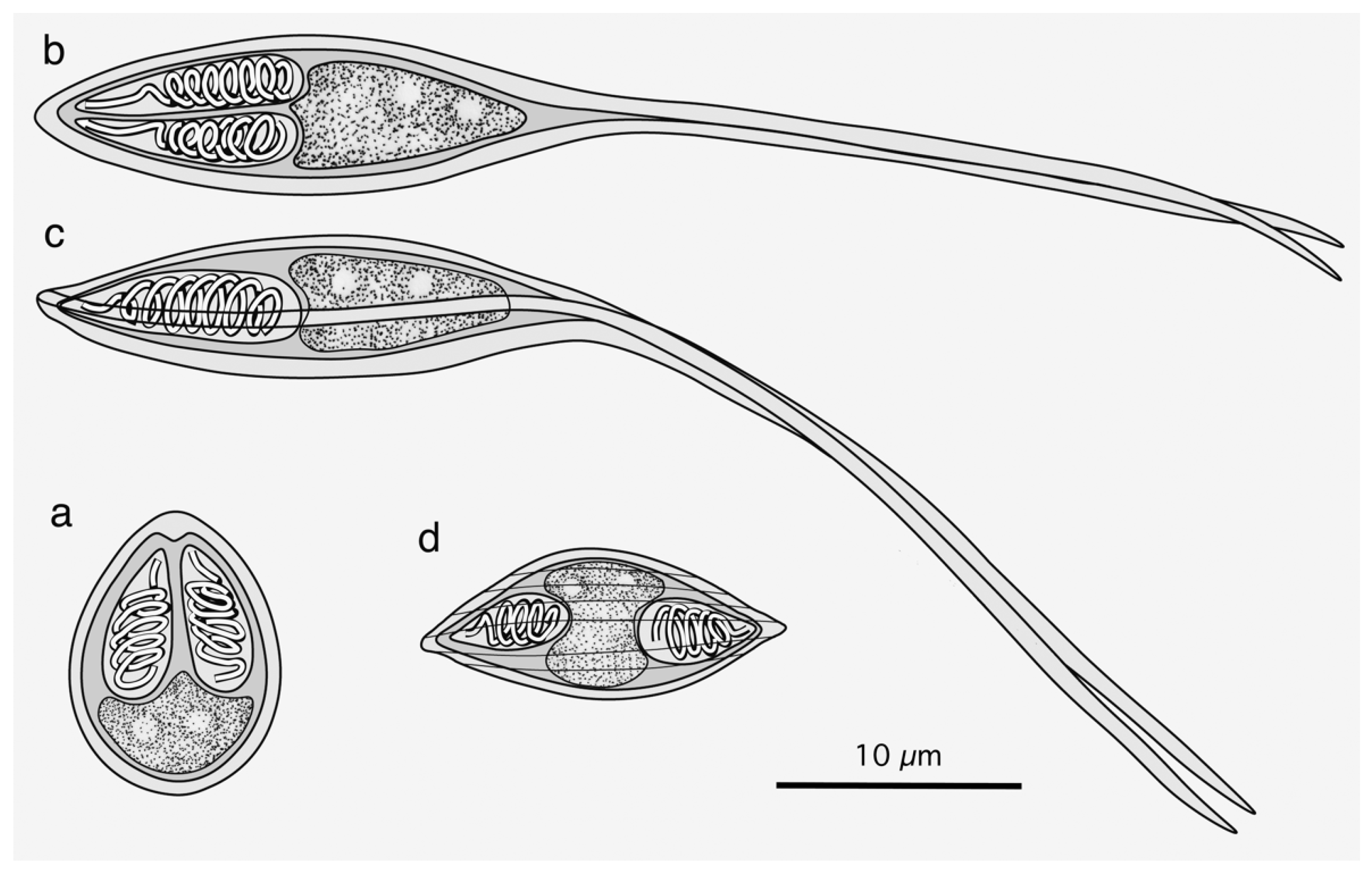 Life 14 00974 g001 Life 14 00974 g001