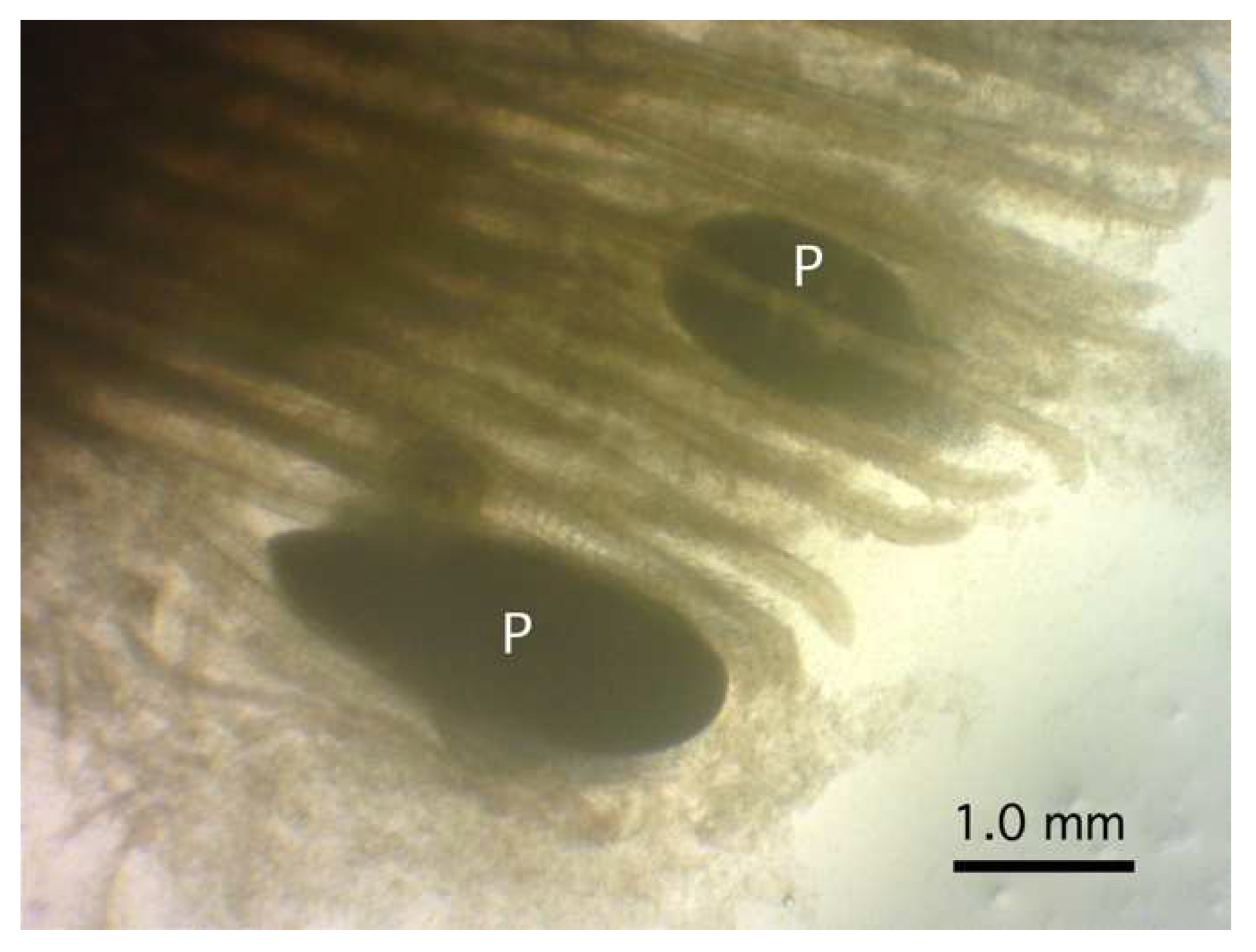 Life 14 00974 g002 Life 14 00974 g002