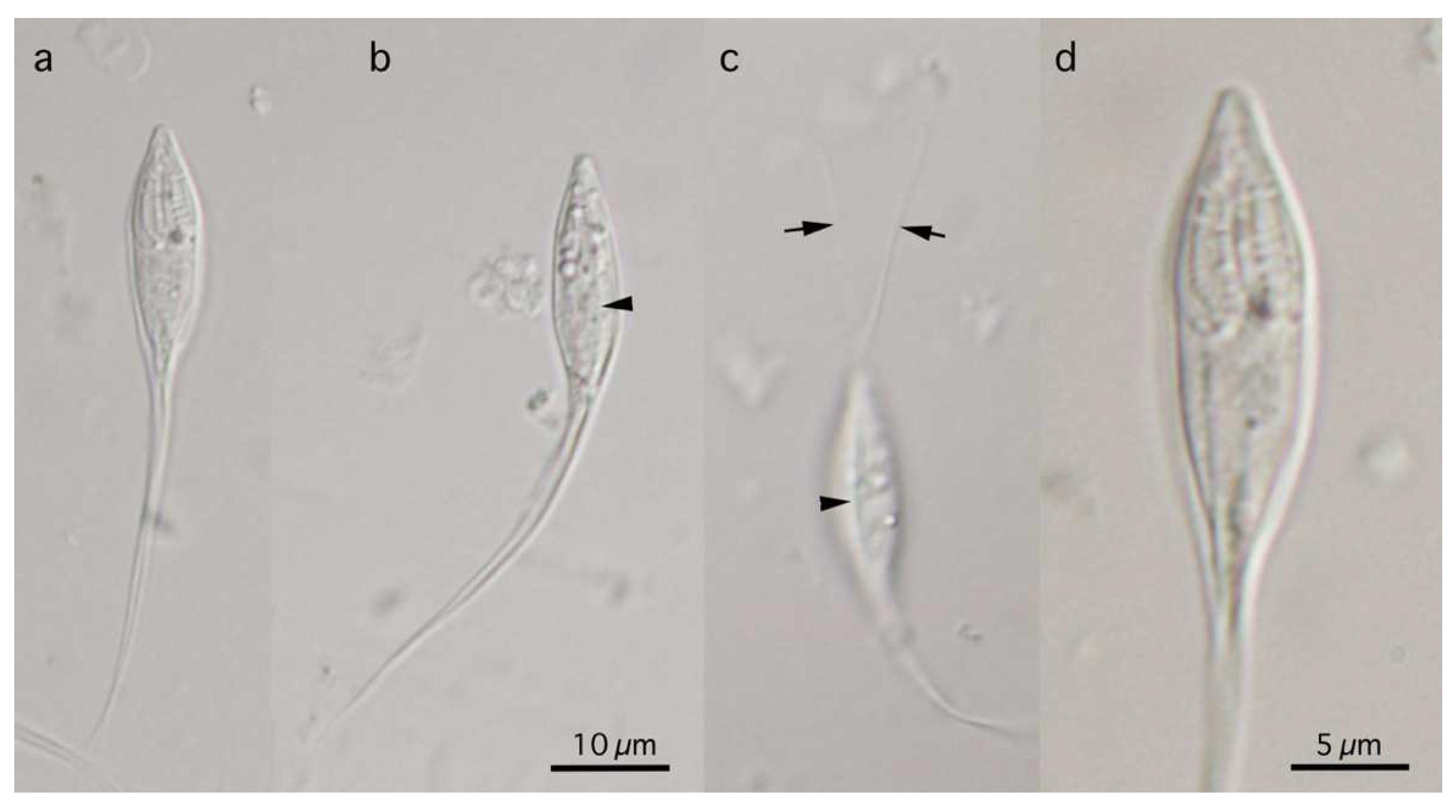 Life 14 00974 g005 Life 14 00974 g005