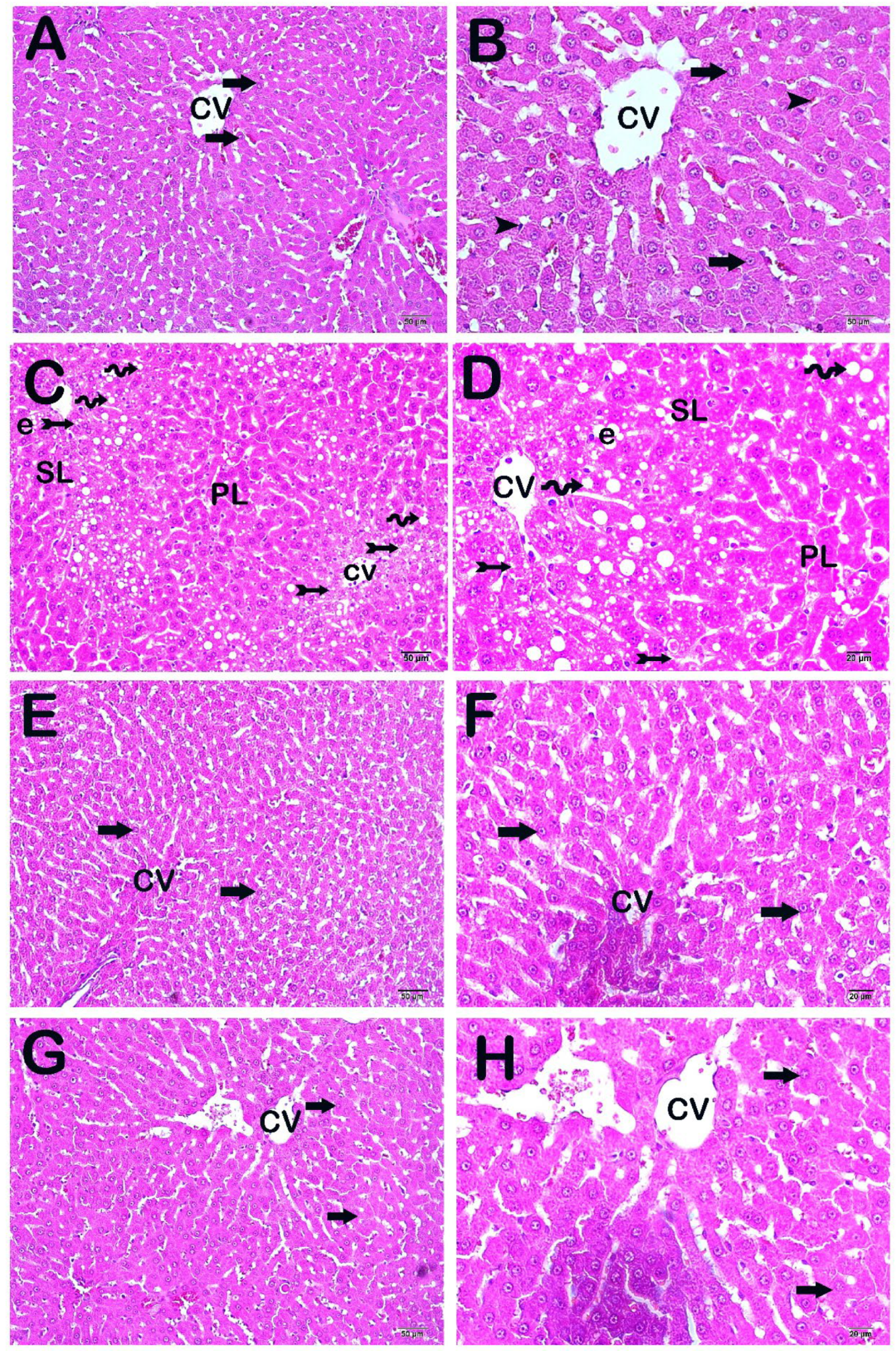 Life 14 01283 g001 Life 14 01283 g001