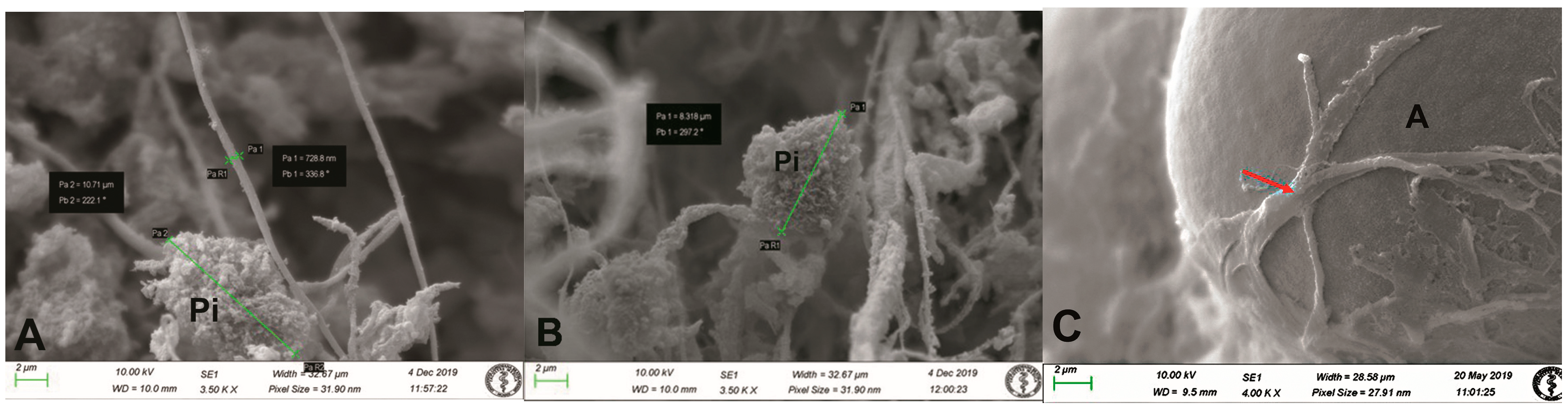 Life 14 01617 g001 Life 14 01617 g001