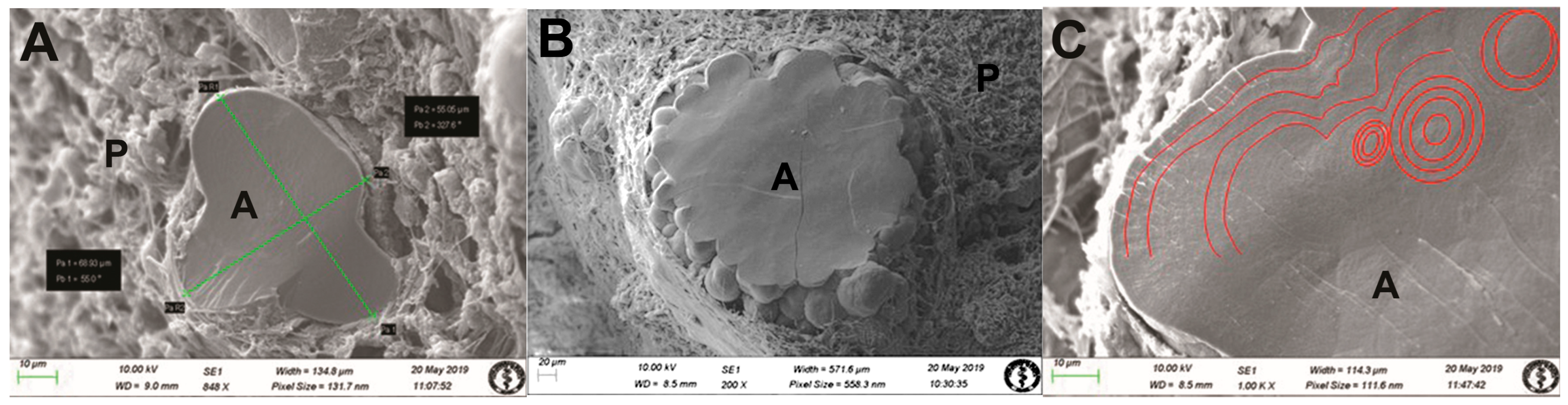 Life 14 01617 g002a Life 14 01617 g002a