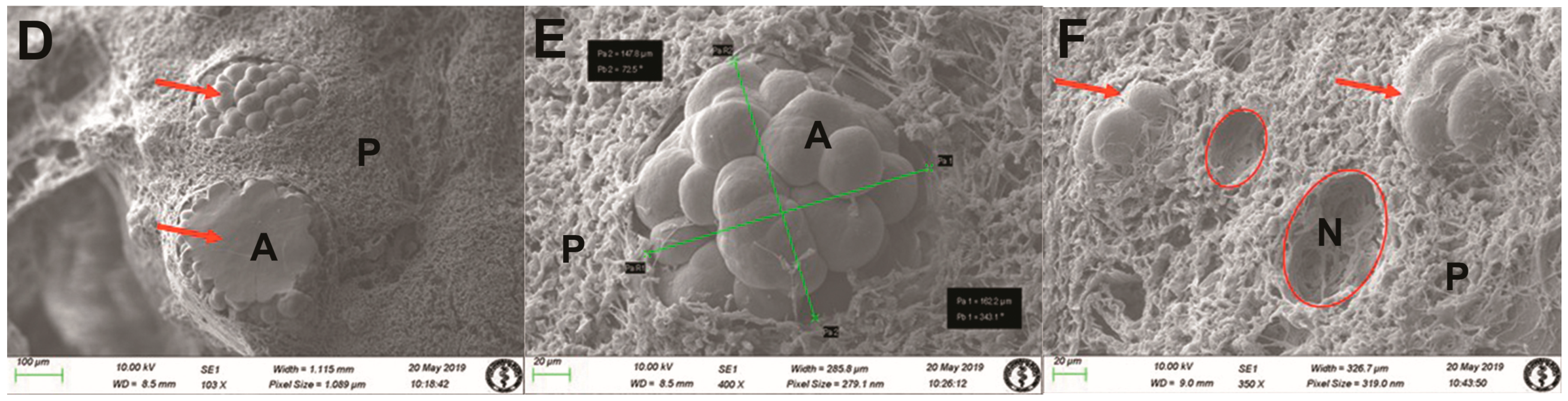 Life 14 01617 g002b Life 14 01617 g002b