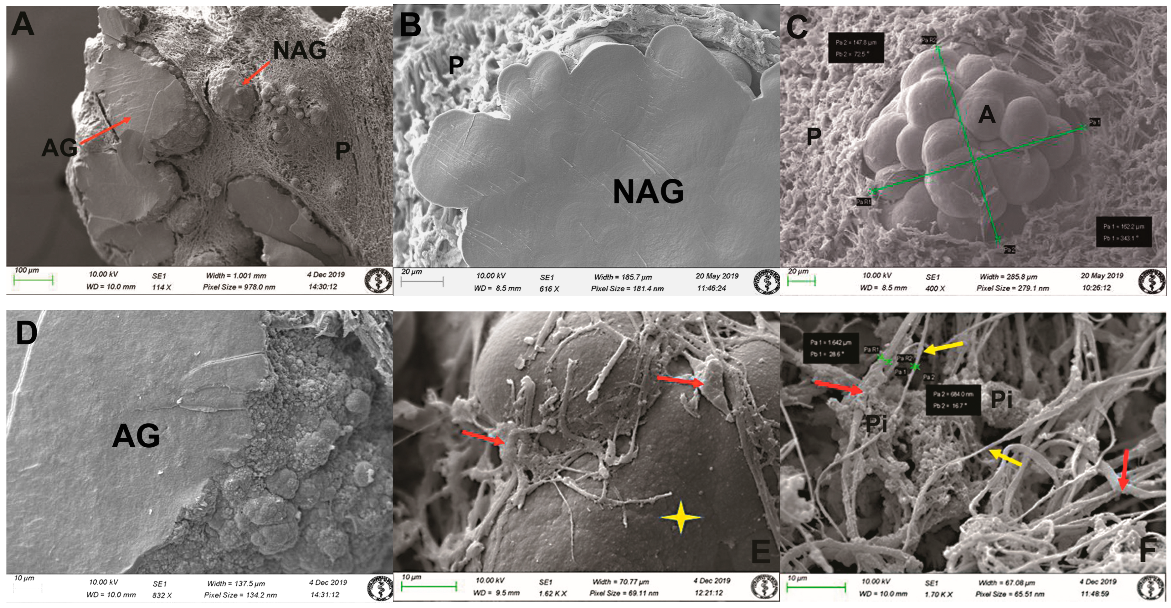 Life 14 01617 g003 Life 14 01617 g003