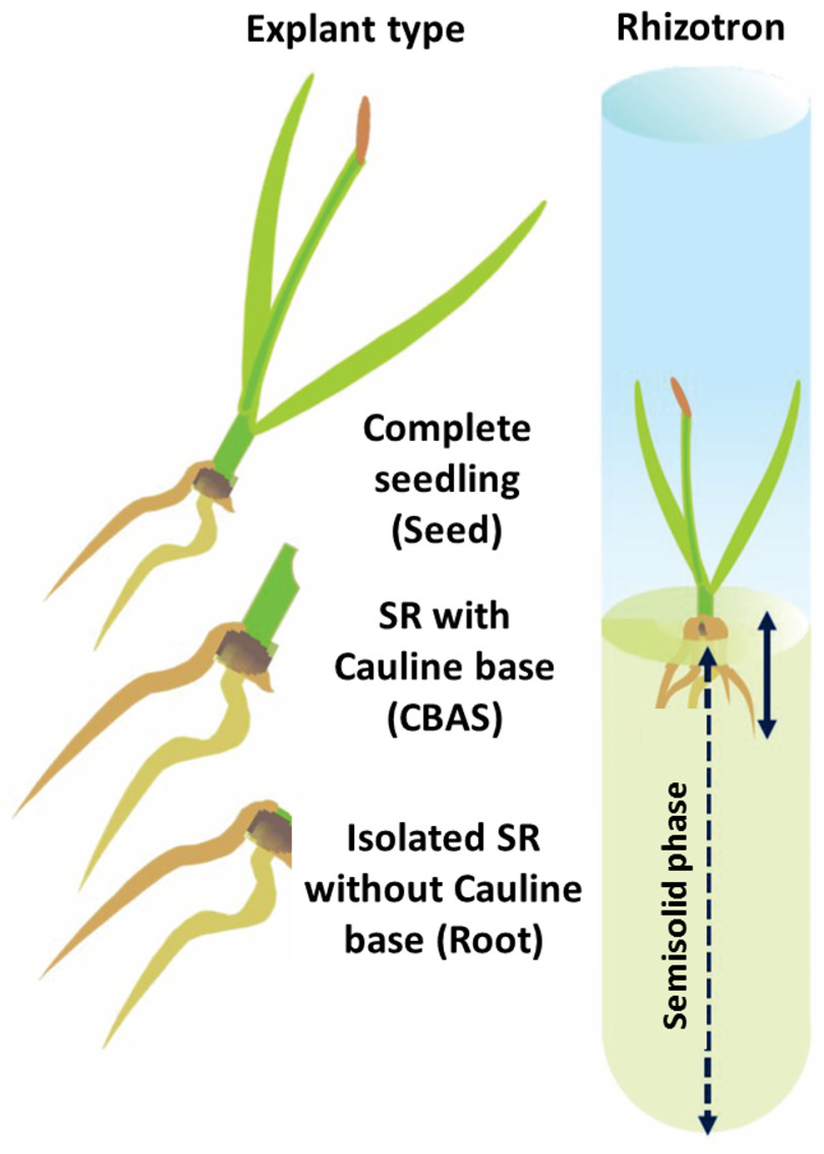 Life 15 00121 g001 Life 15 00121 g001
