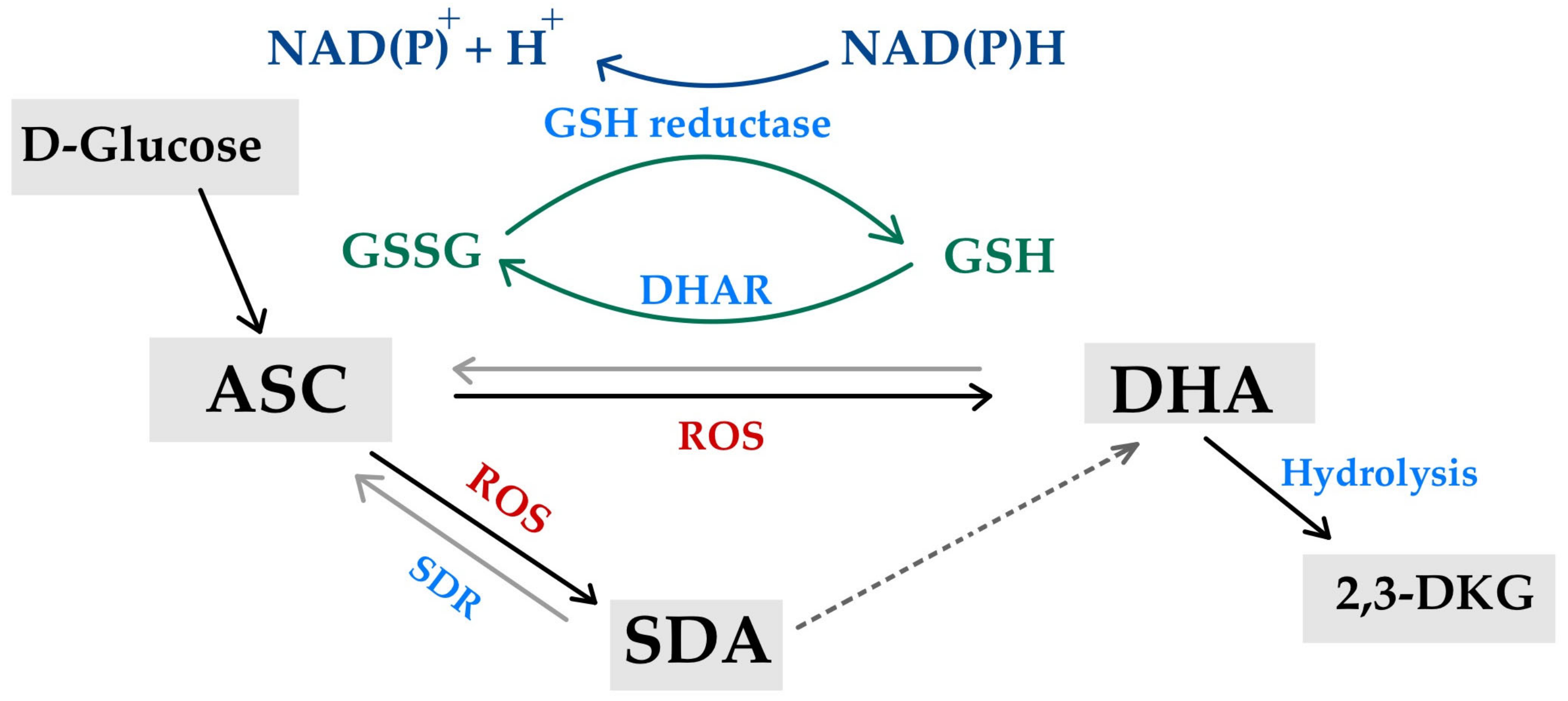 Life 15 00238 g003 Life 15 00238 g003