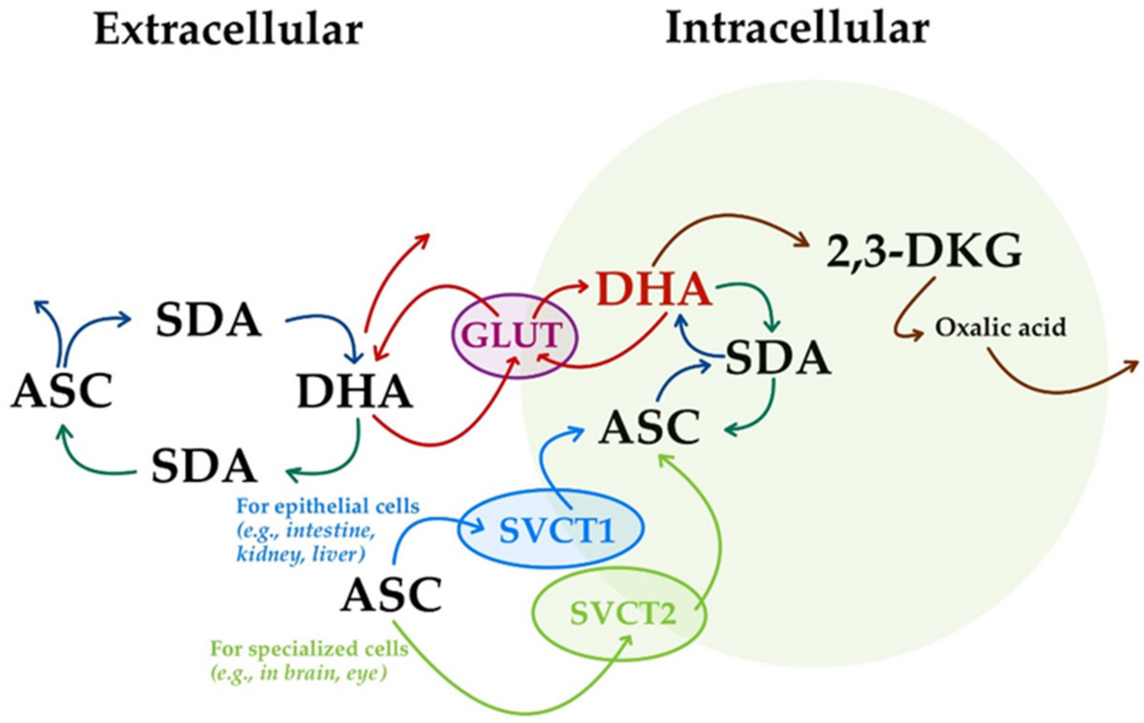 Life 15 00238 g007 Life 15 00238 g007