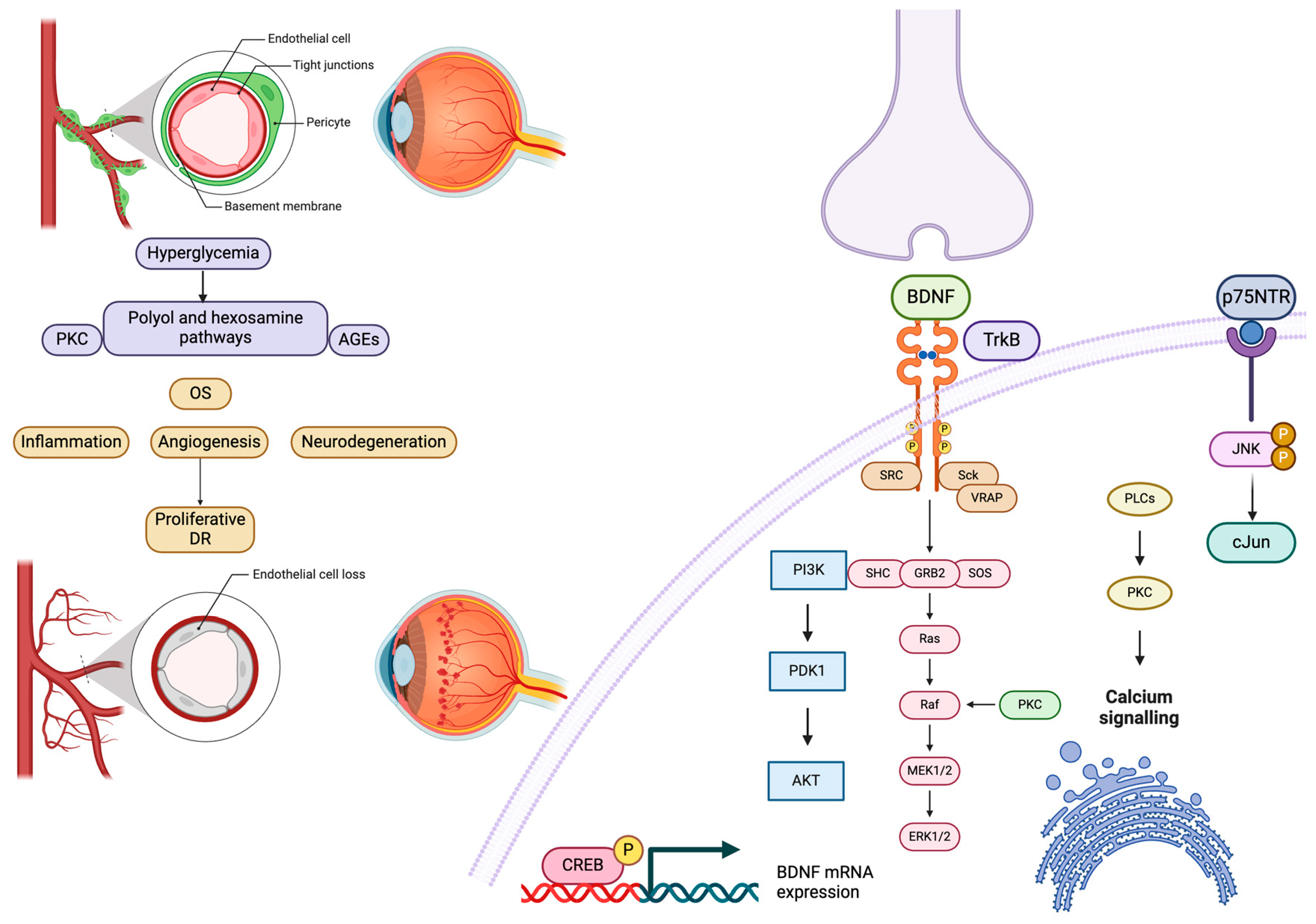 Life 15 00263 g002 Life 15 00263 g002