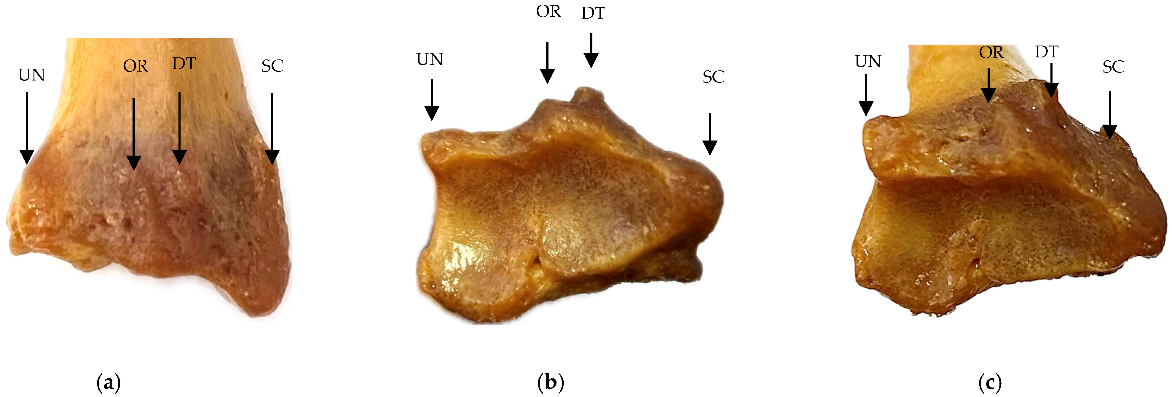 Life 15 00273 g001 Life 15 00273 g001