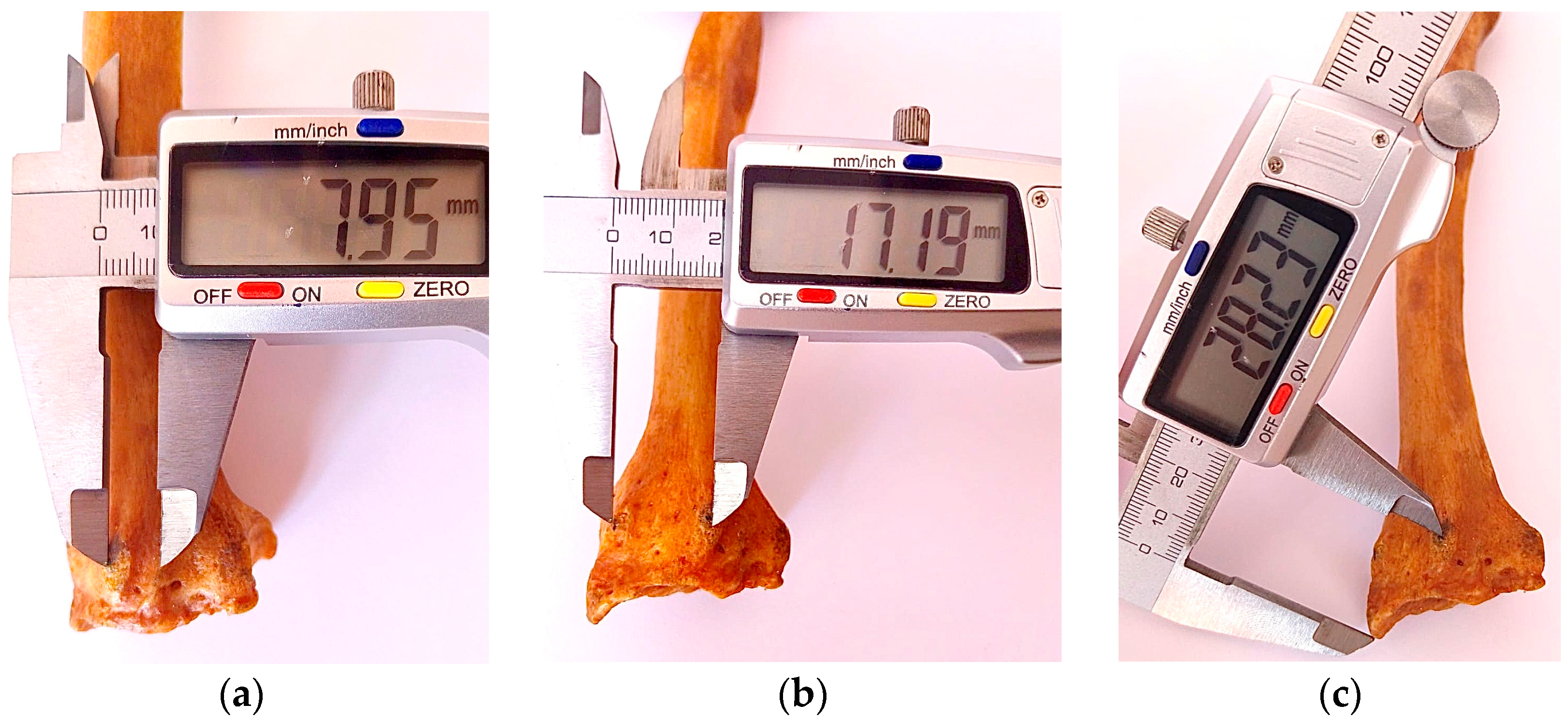 Life 15 00273 g003 Life 15 00273 g003