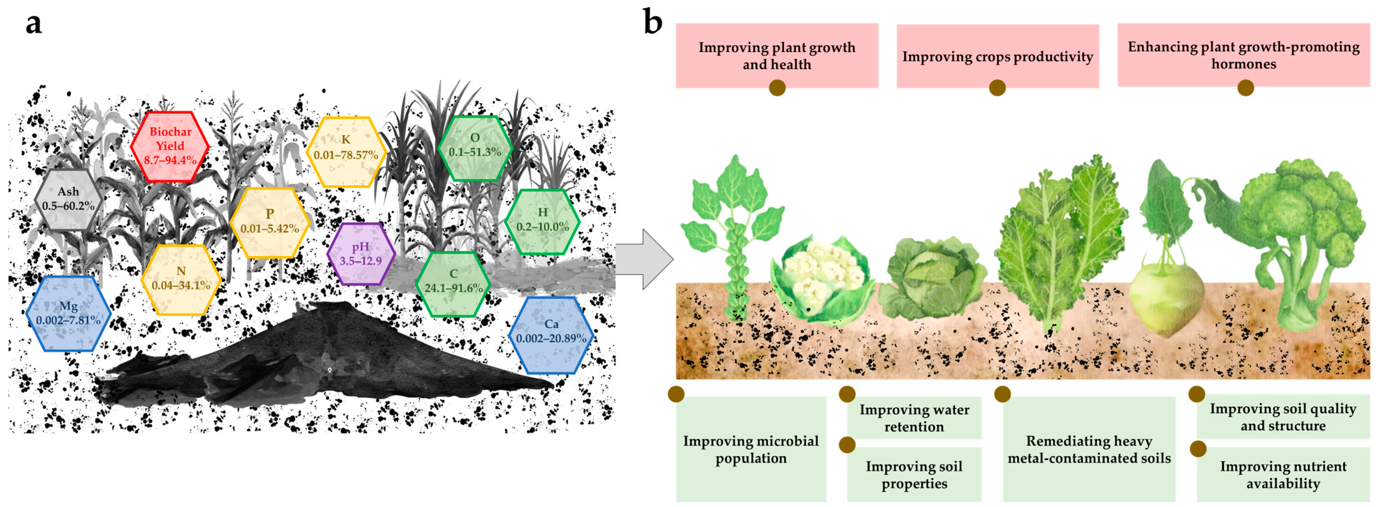 A Review of Biochar from Biomass and Its Interaction with Microbes ...