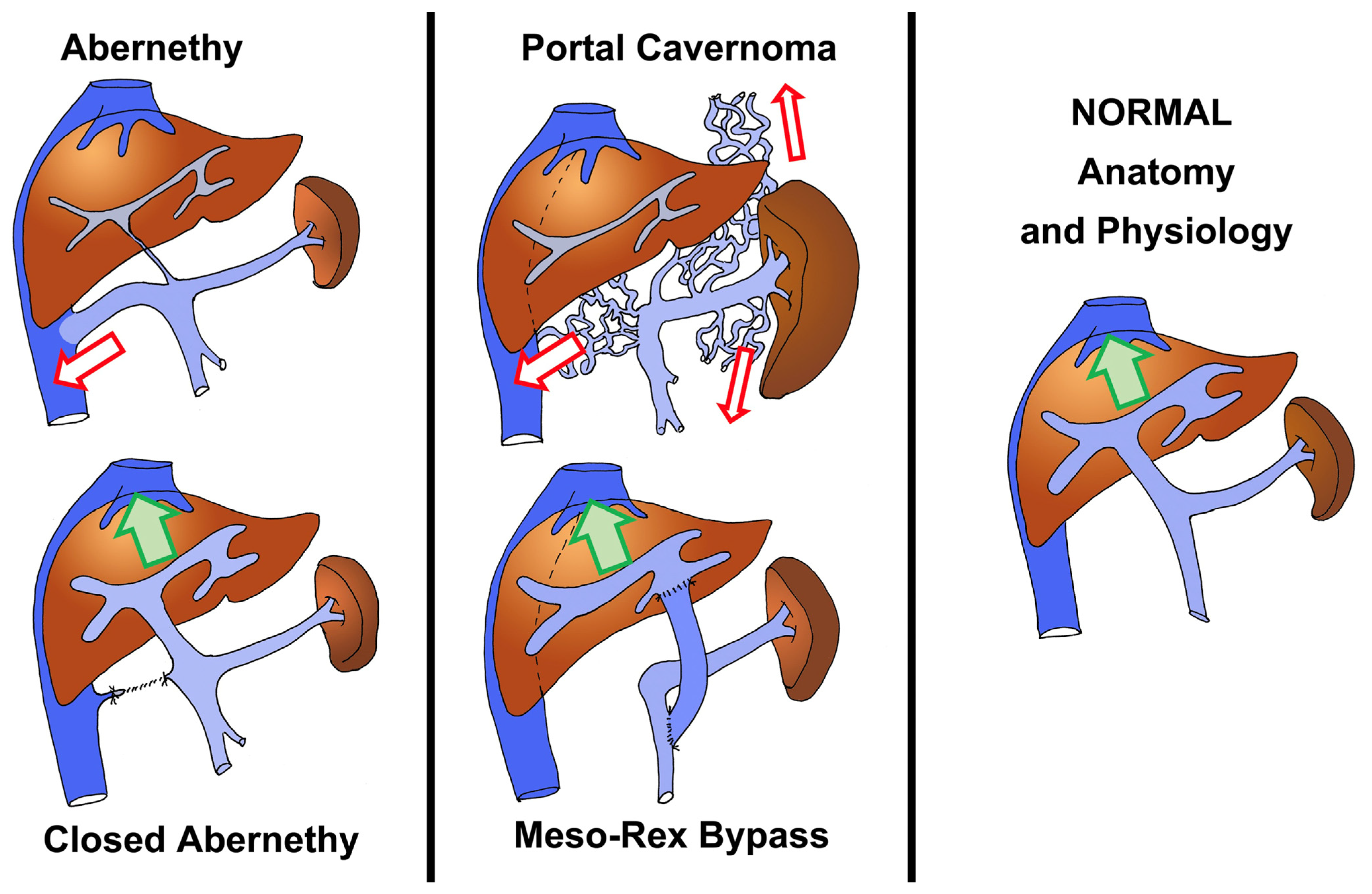 Life 15 00290 g001 Life 15 00290 g001