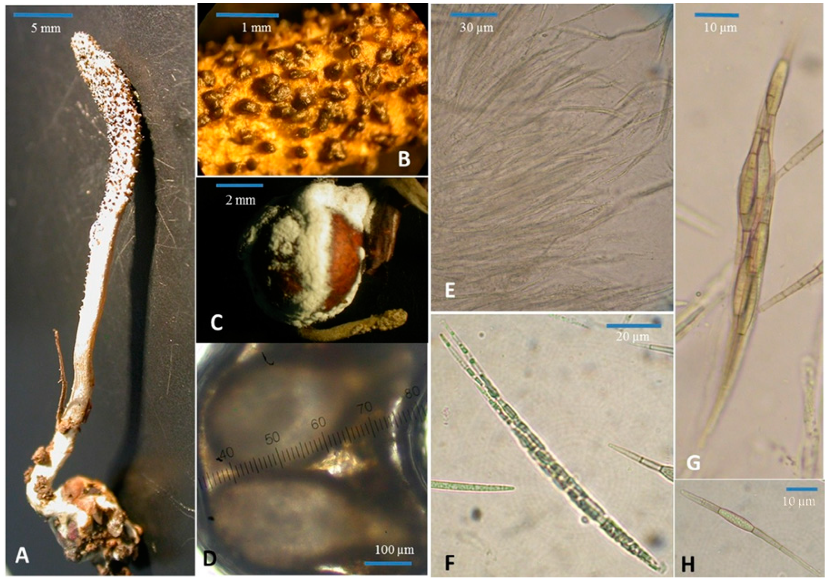 Life 15 00644 g001 Life 15 00644 g001