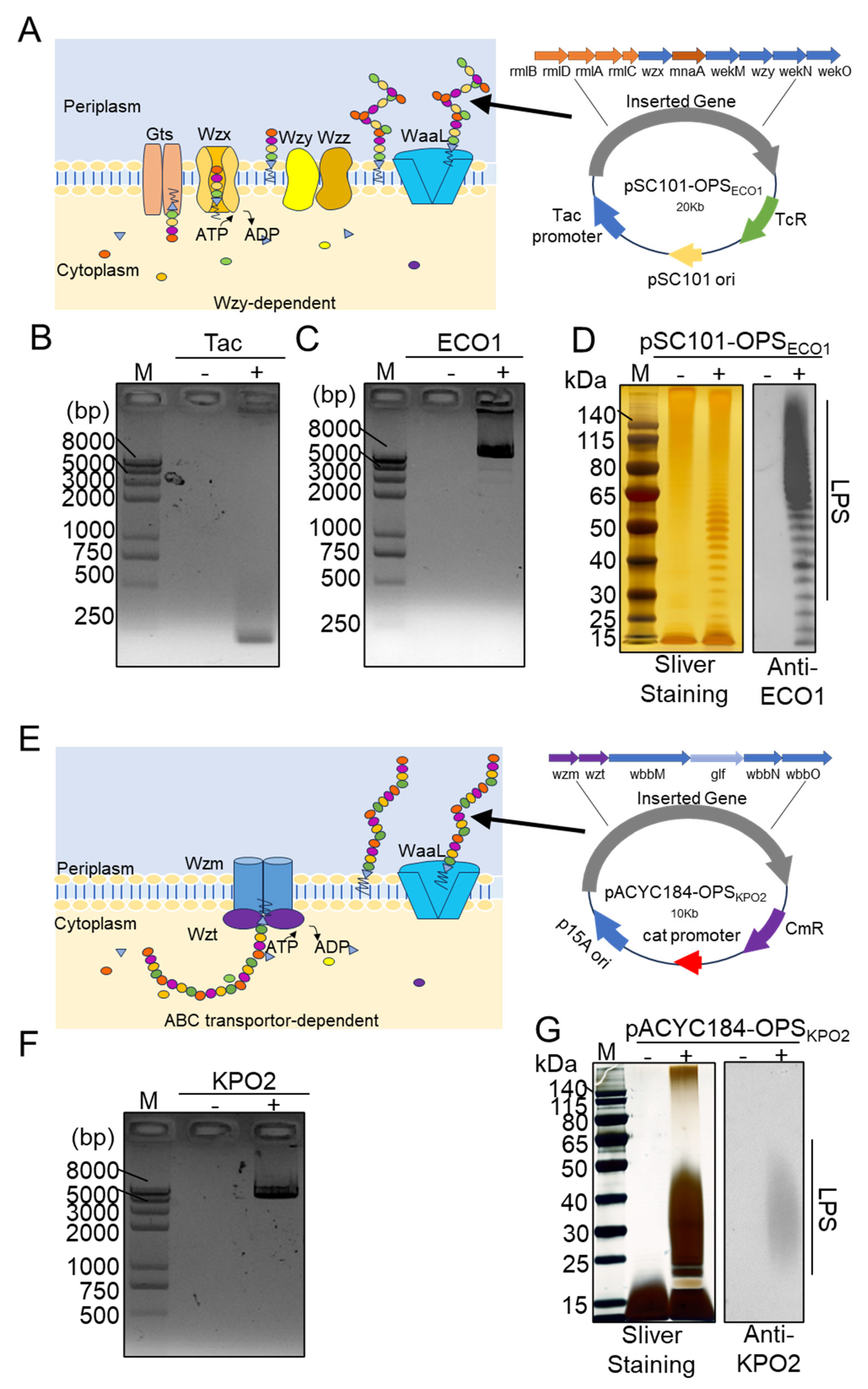 Life 15 00858 g001 Life 15 00858 g001